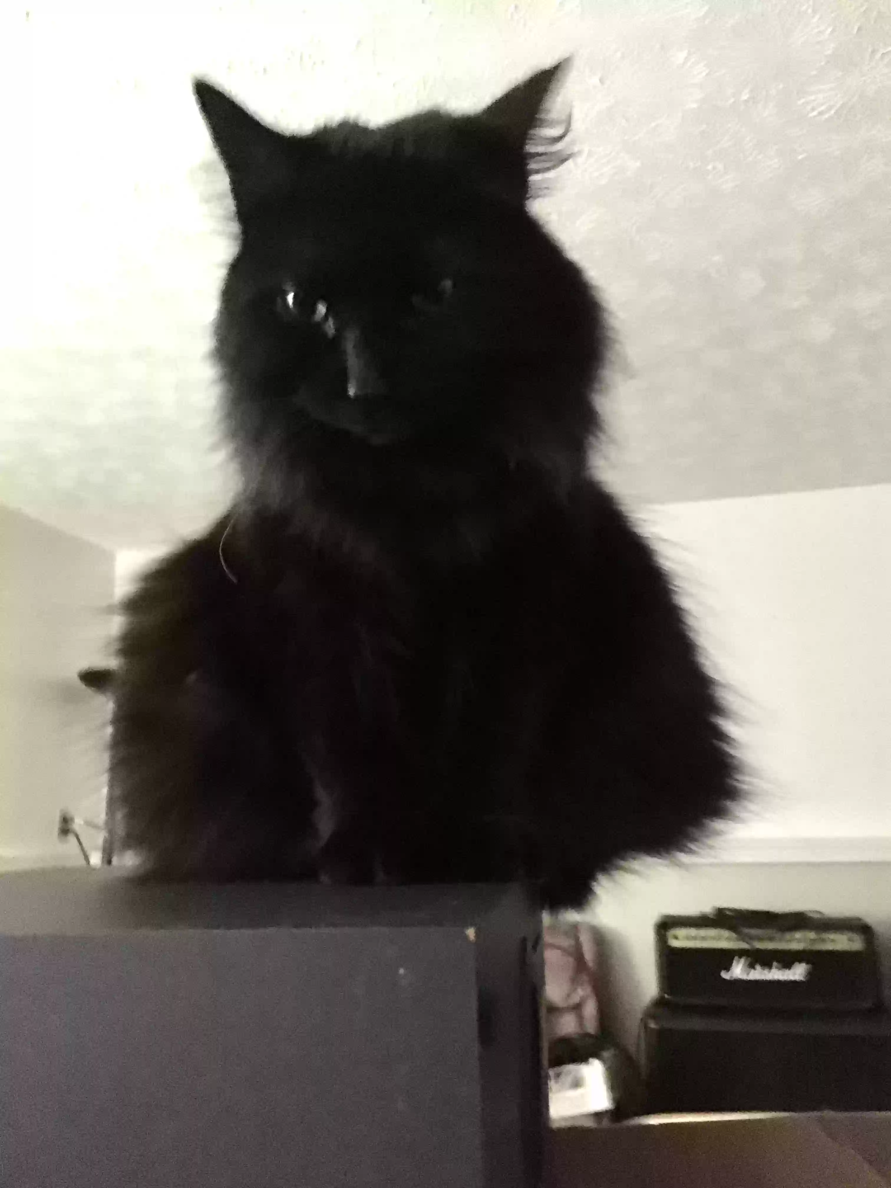/lostandfound/images/lnfpets/original/166064_photo.webp