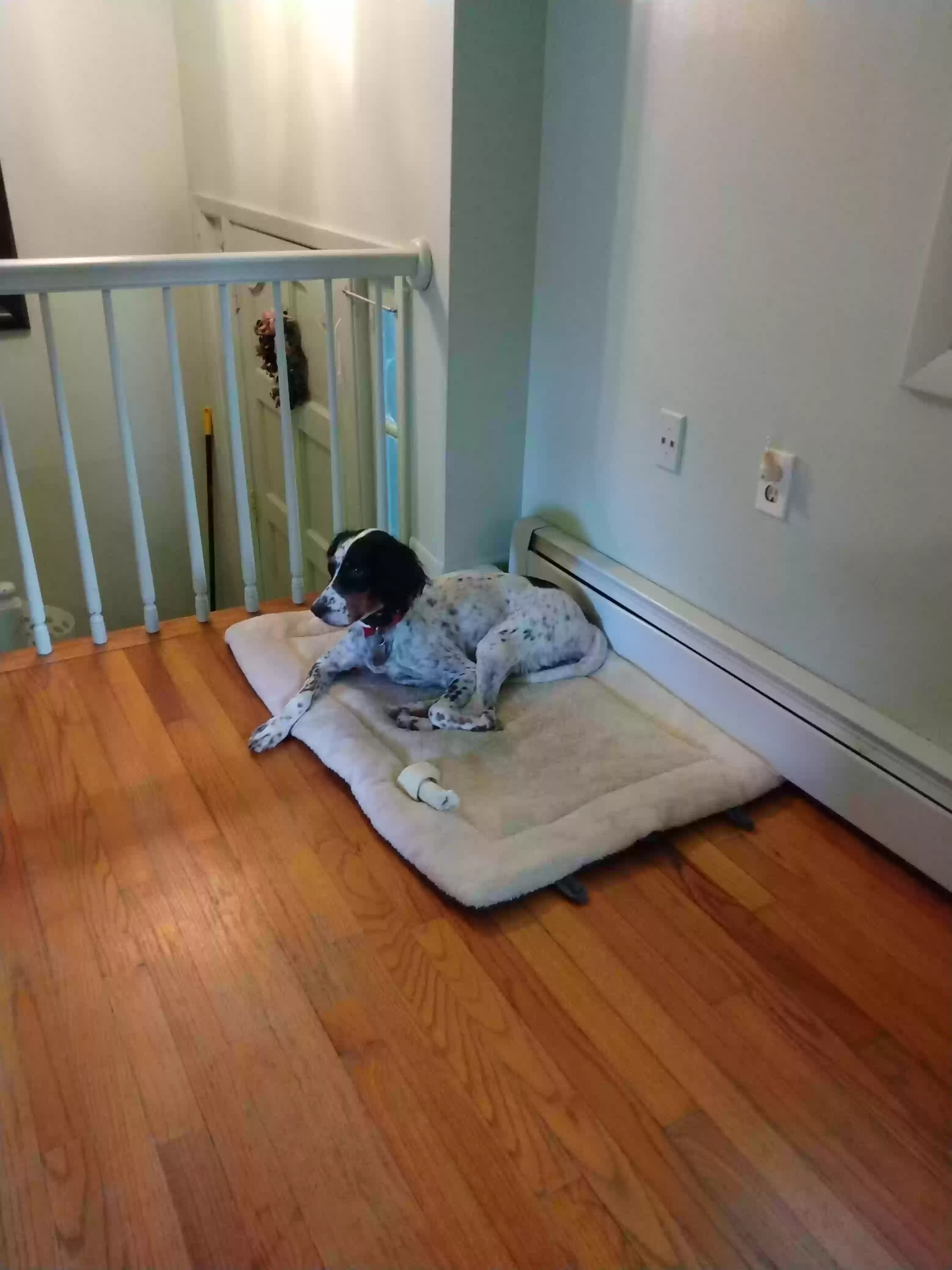 /lostandfound/images/lnfpets/original/166101_photo.webp
