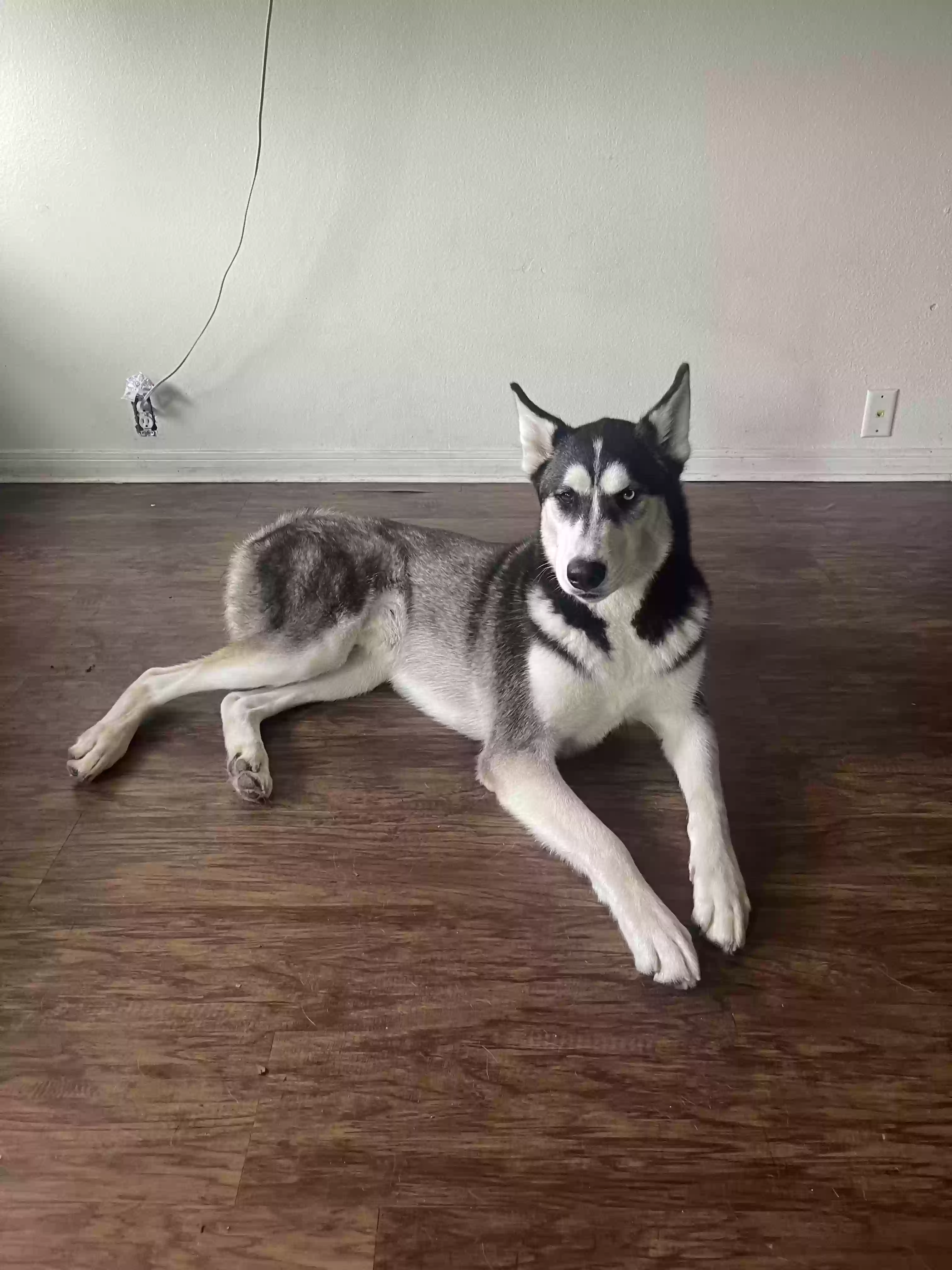 /lostandfound/images/lnfpets/original/166137_photo.webp
