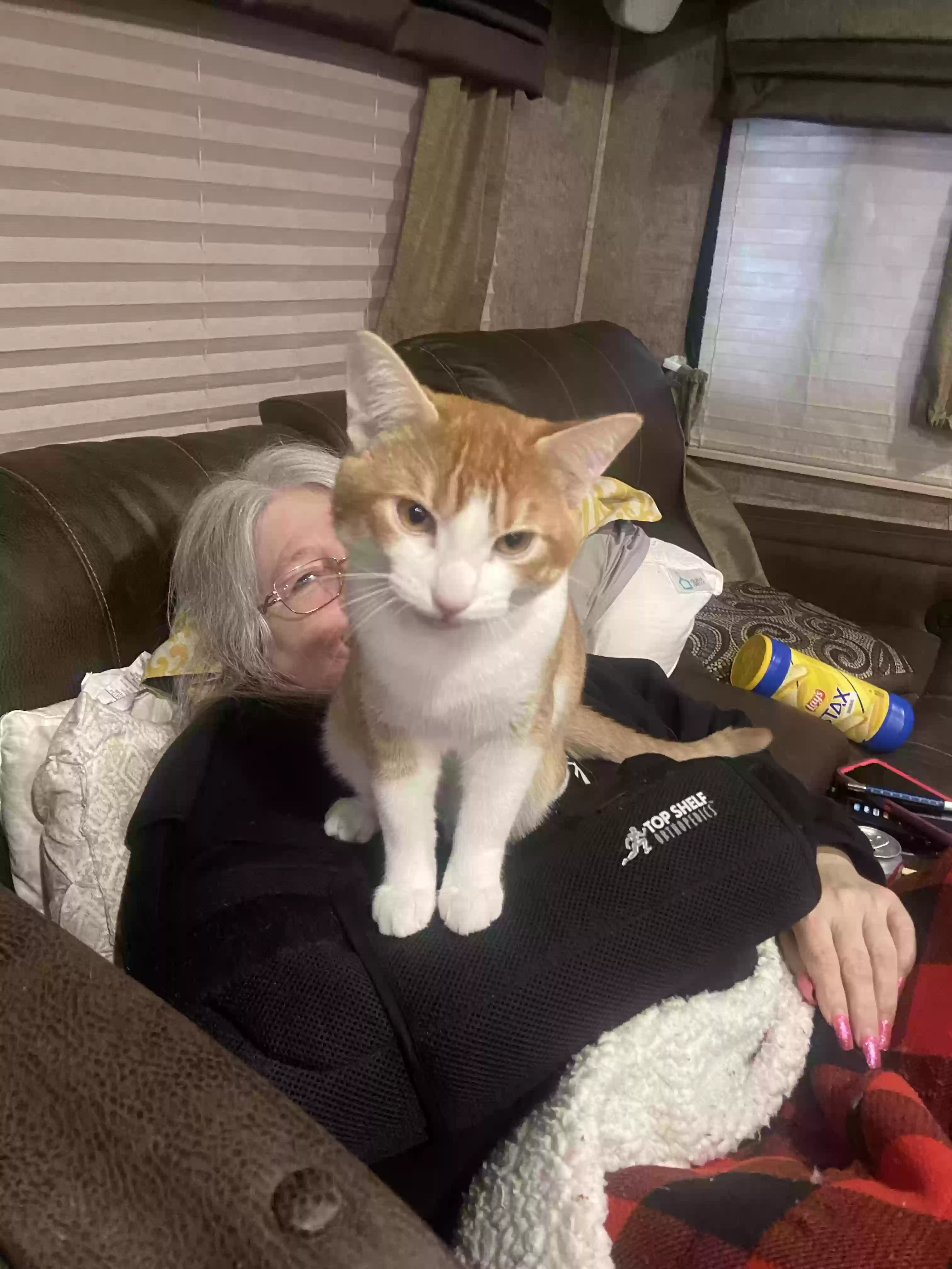 /lostandfound/images/lnfpets/original/166204_photo.webp