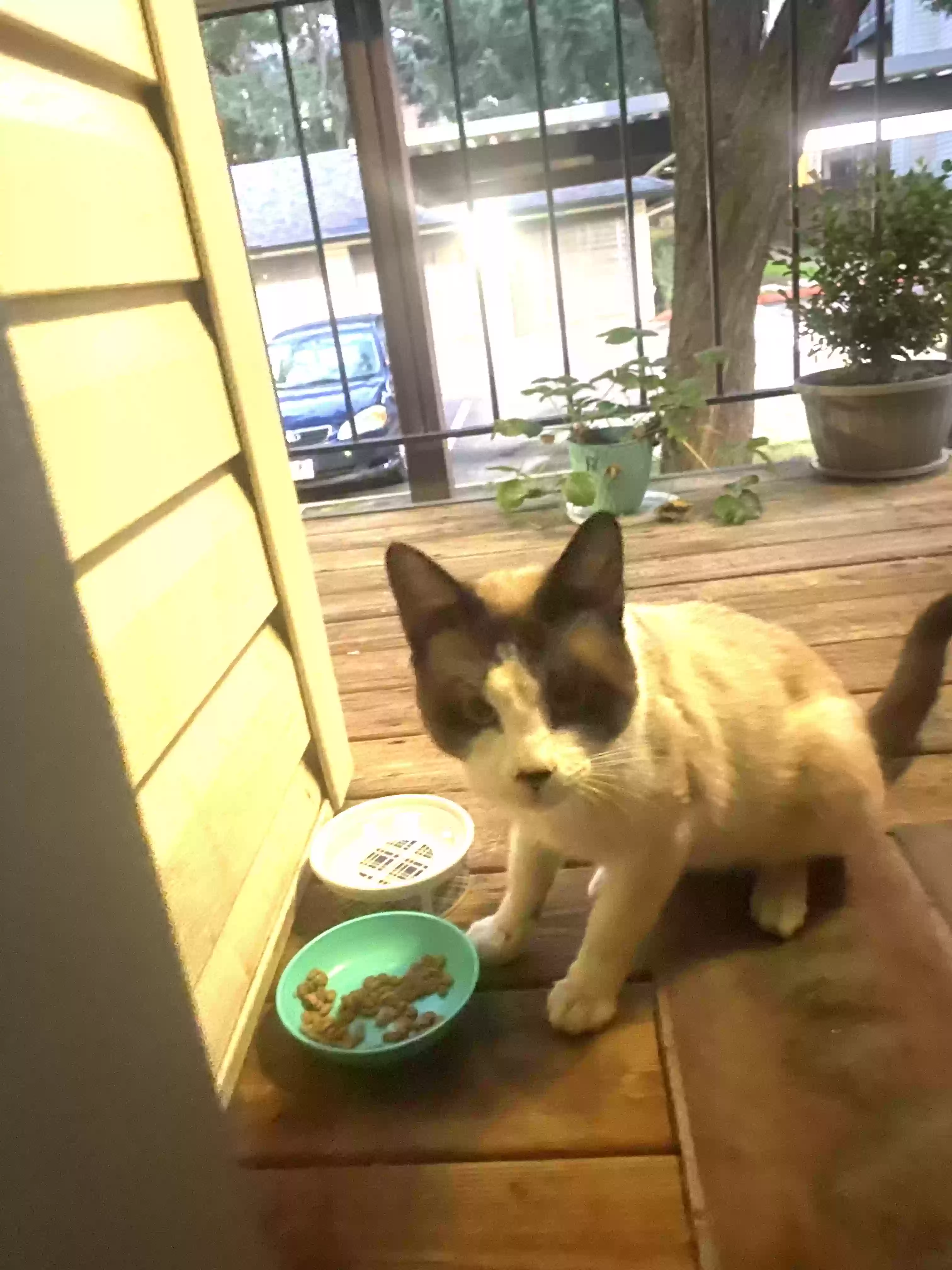 /lostandfound/images/lnfpets/original/166318_3170_cat.jpg.webp