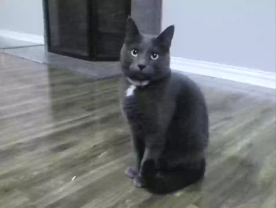 /lostandfound/images/lnfpets/original/166548_photo.webp