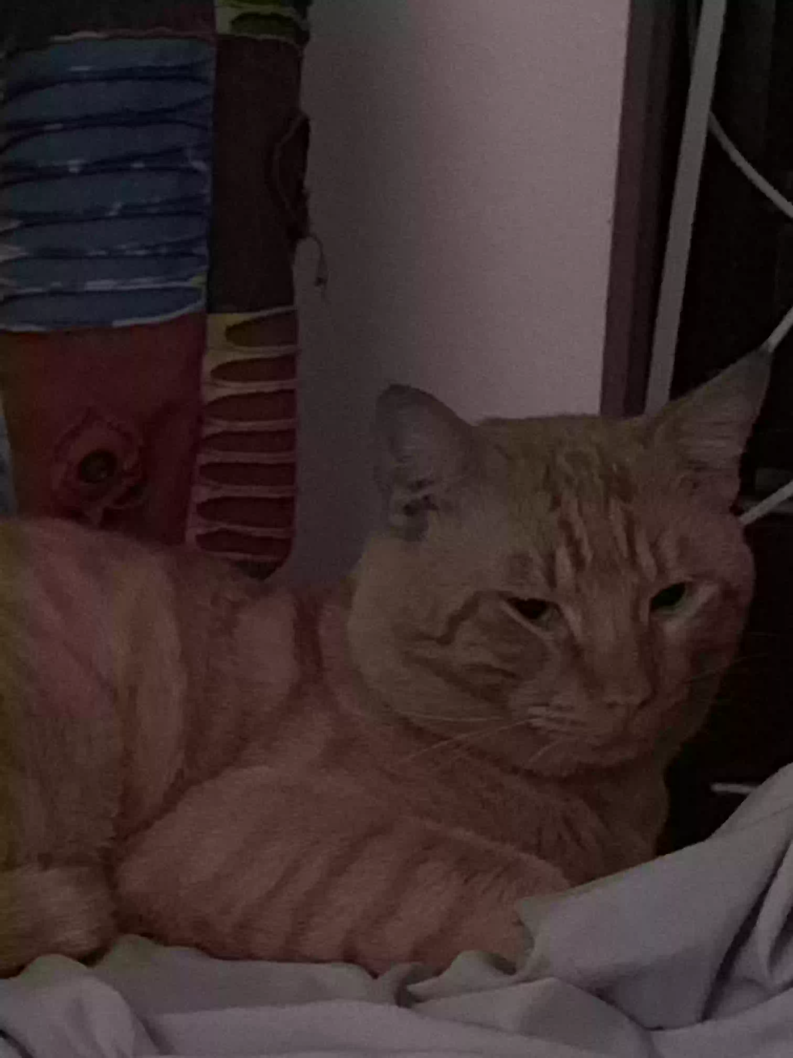 /lostandfound/images/lnfpets/original/166582_photo.webp