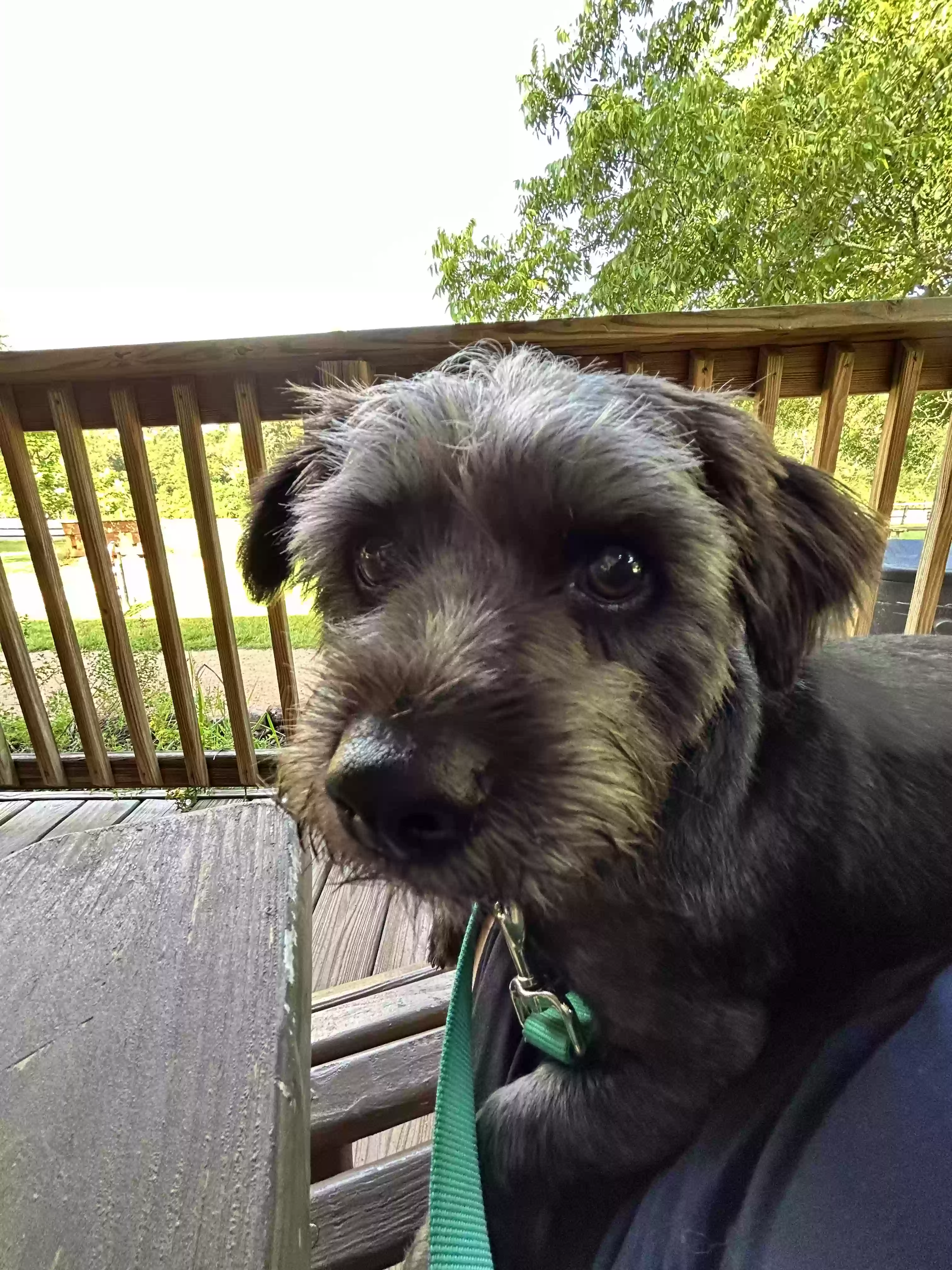 /lostandfound/images/lnfpets/original/166624_photo.webp