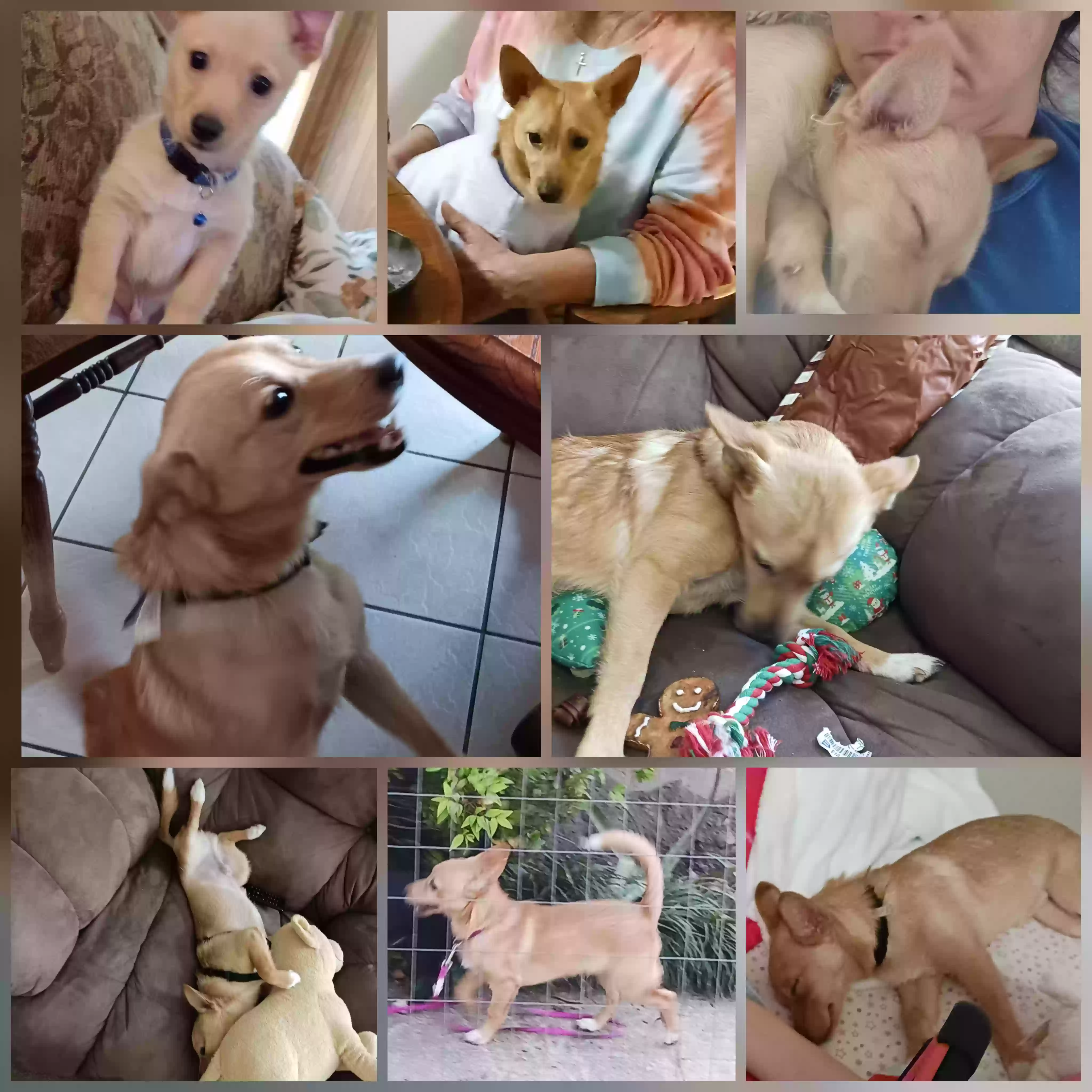 /lostandfound/images/lnfpets/original/166669_photo.webp