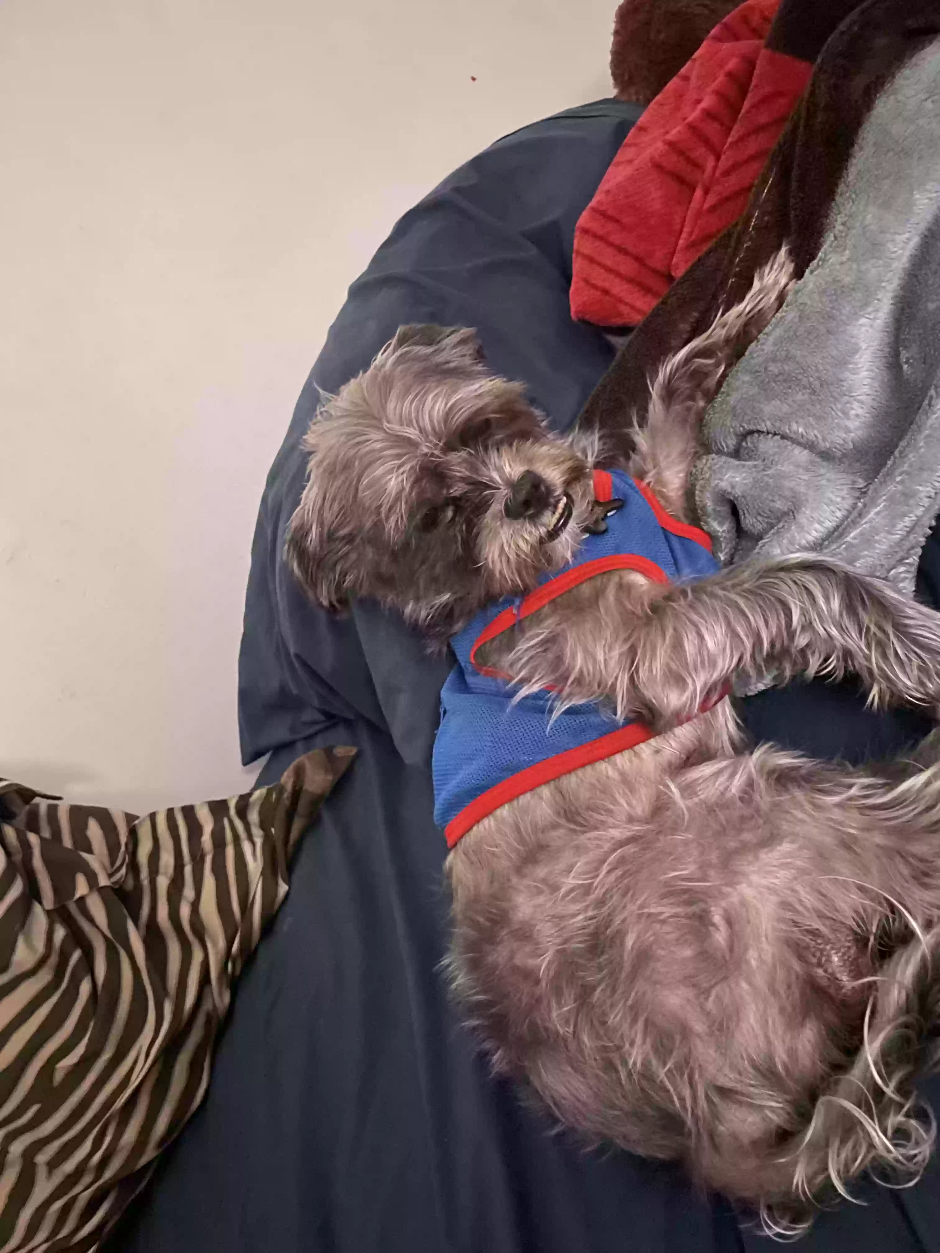 /lostandfound/images/lnfpets/original/166680_photo.webp
