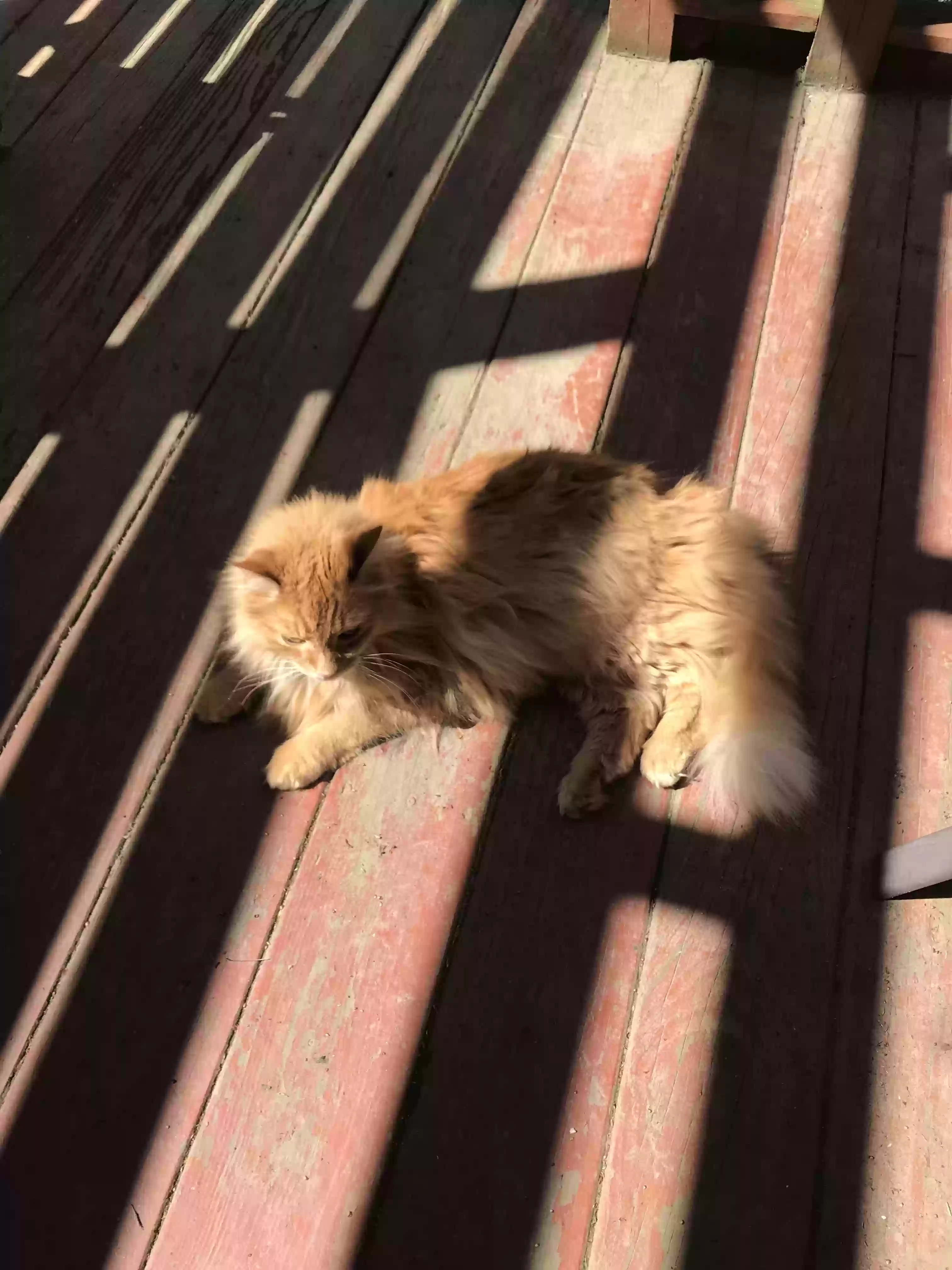 /lostandfound/images/lnfpets/original/166805_photo.webp