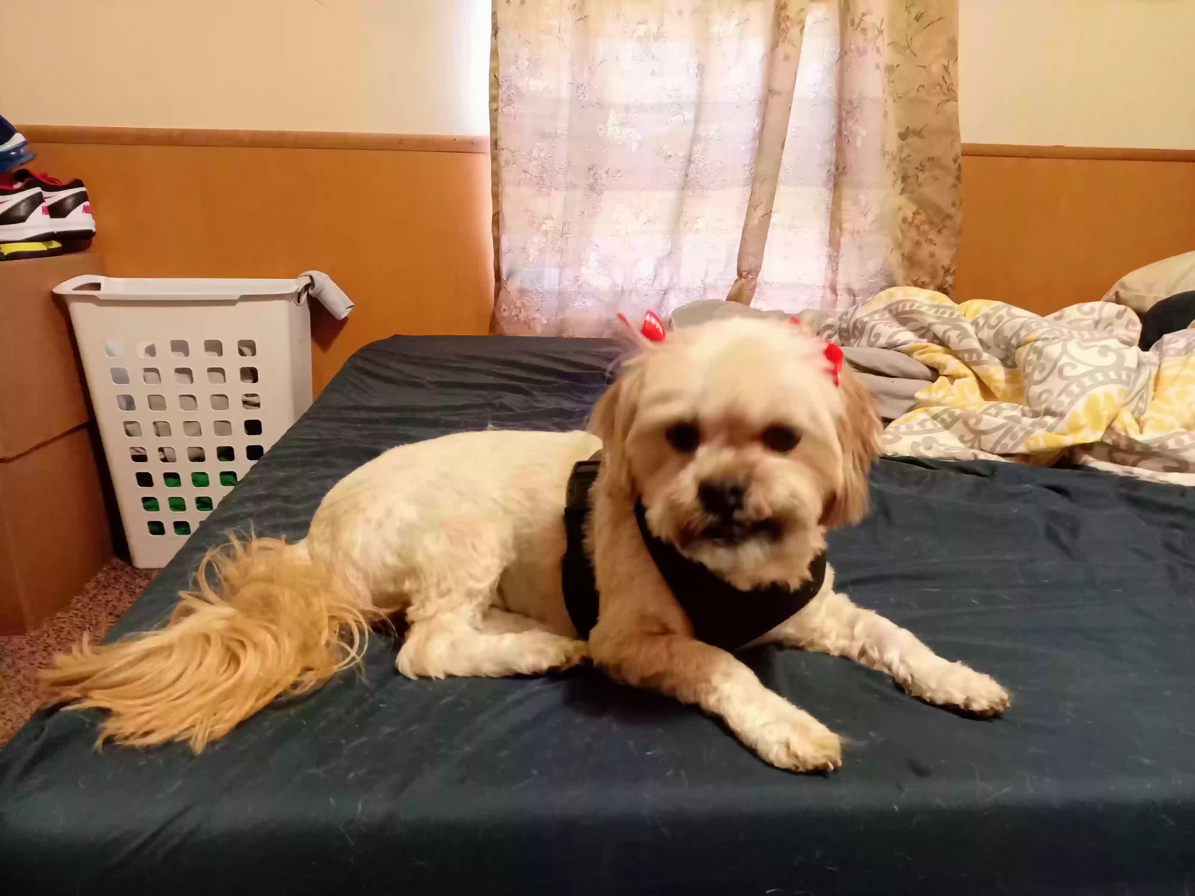 /lostandfound/images/lnfpets/original/166861_photo.webp