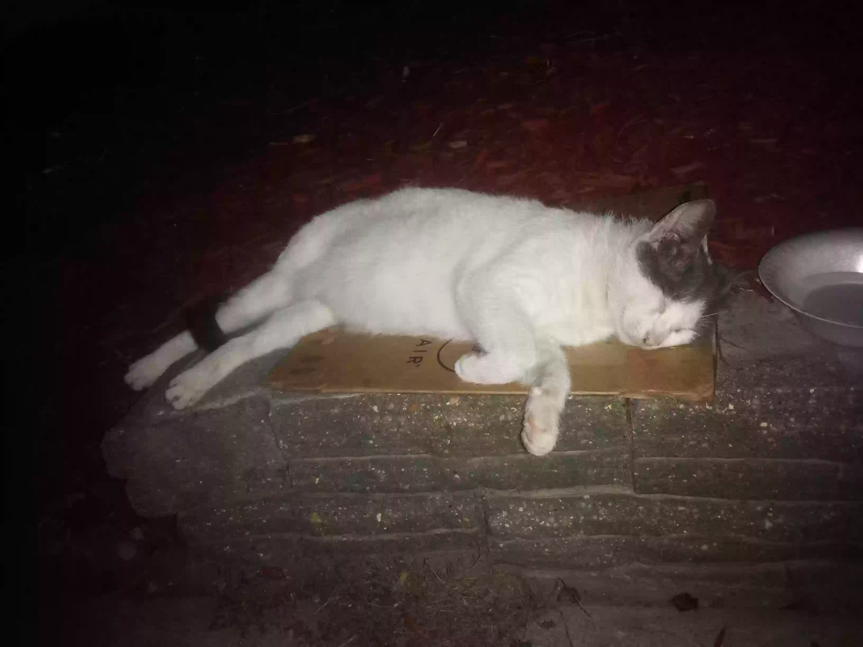 /lostandfound/images/lnfpets/original/166900_photo.webp