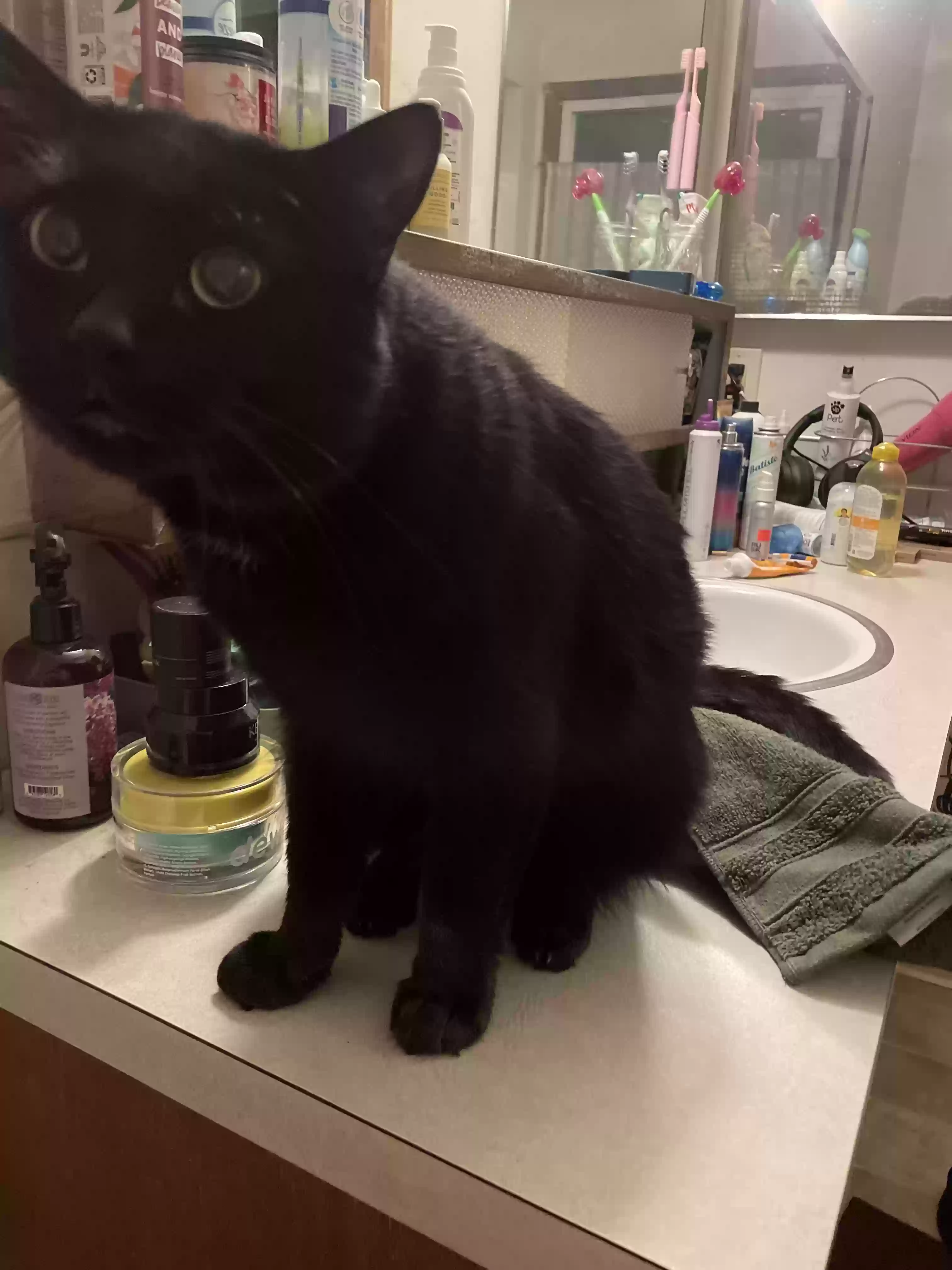 /lostandfound/images/lnfpets/original/166905_photo.webp