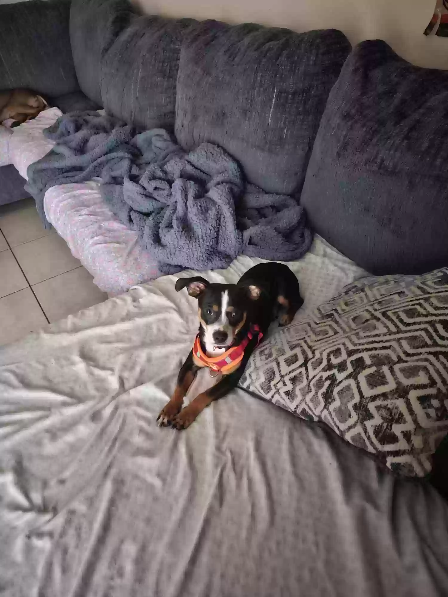 /lostandfound/images/lnfpets/original/166955_photo.webp