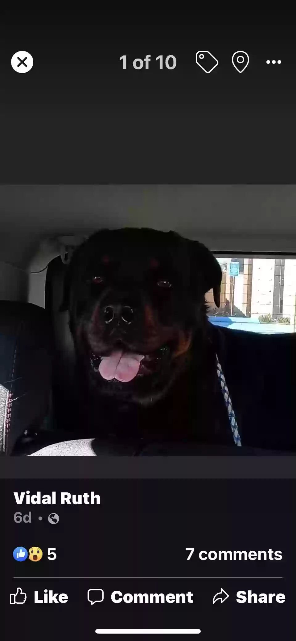/lostandfound/images/lnfpets/original/167037_photo.webp