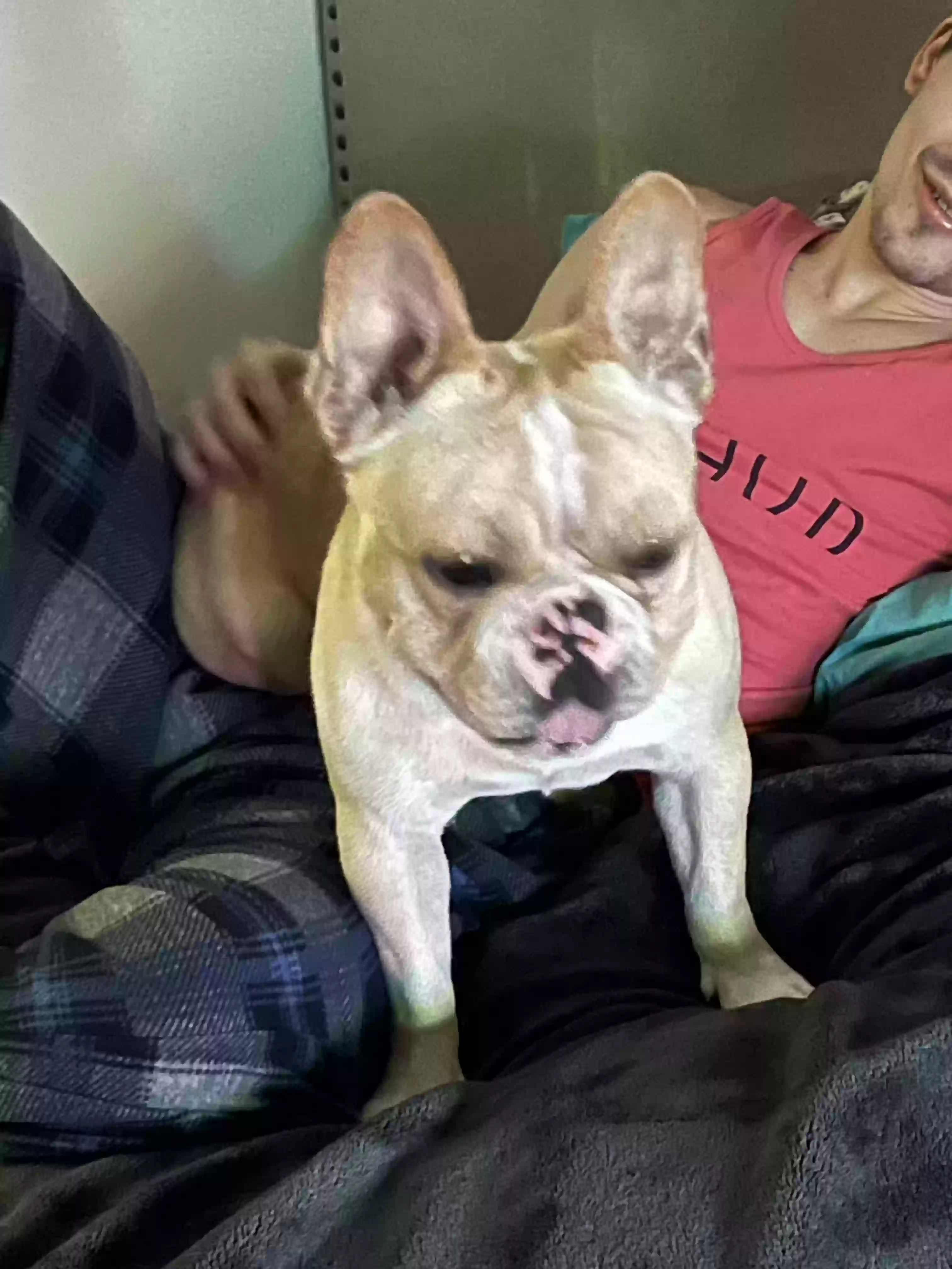 /lostandfound/images/lnfpets/original/167058_photo.webp