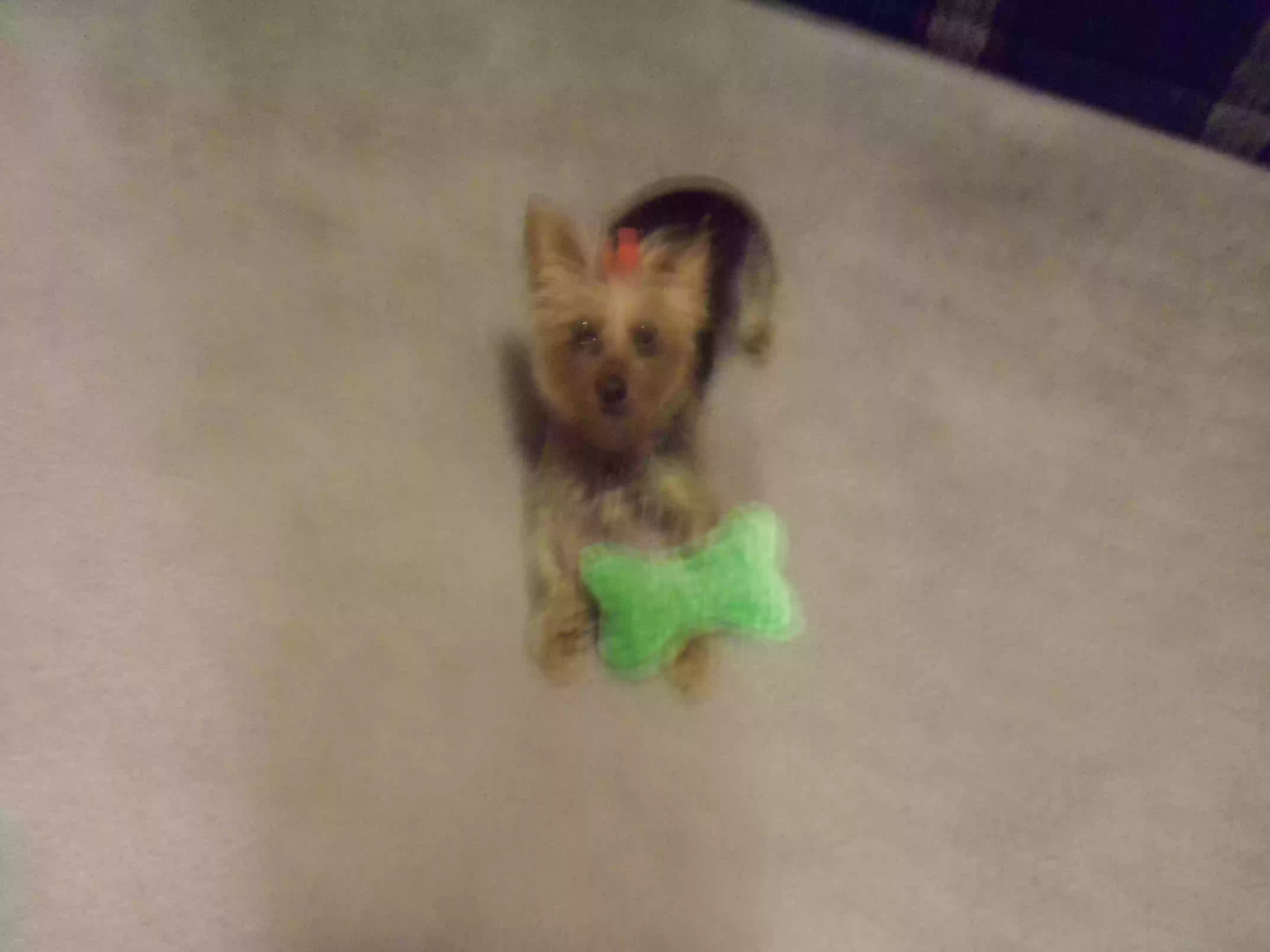 /lostandfound/images/lnfpets/original/167133_photo.webp