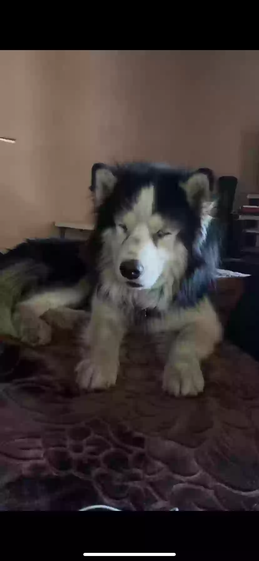 /lostandfound/images/lnfpets/original/167144_photo.webp