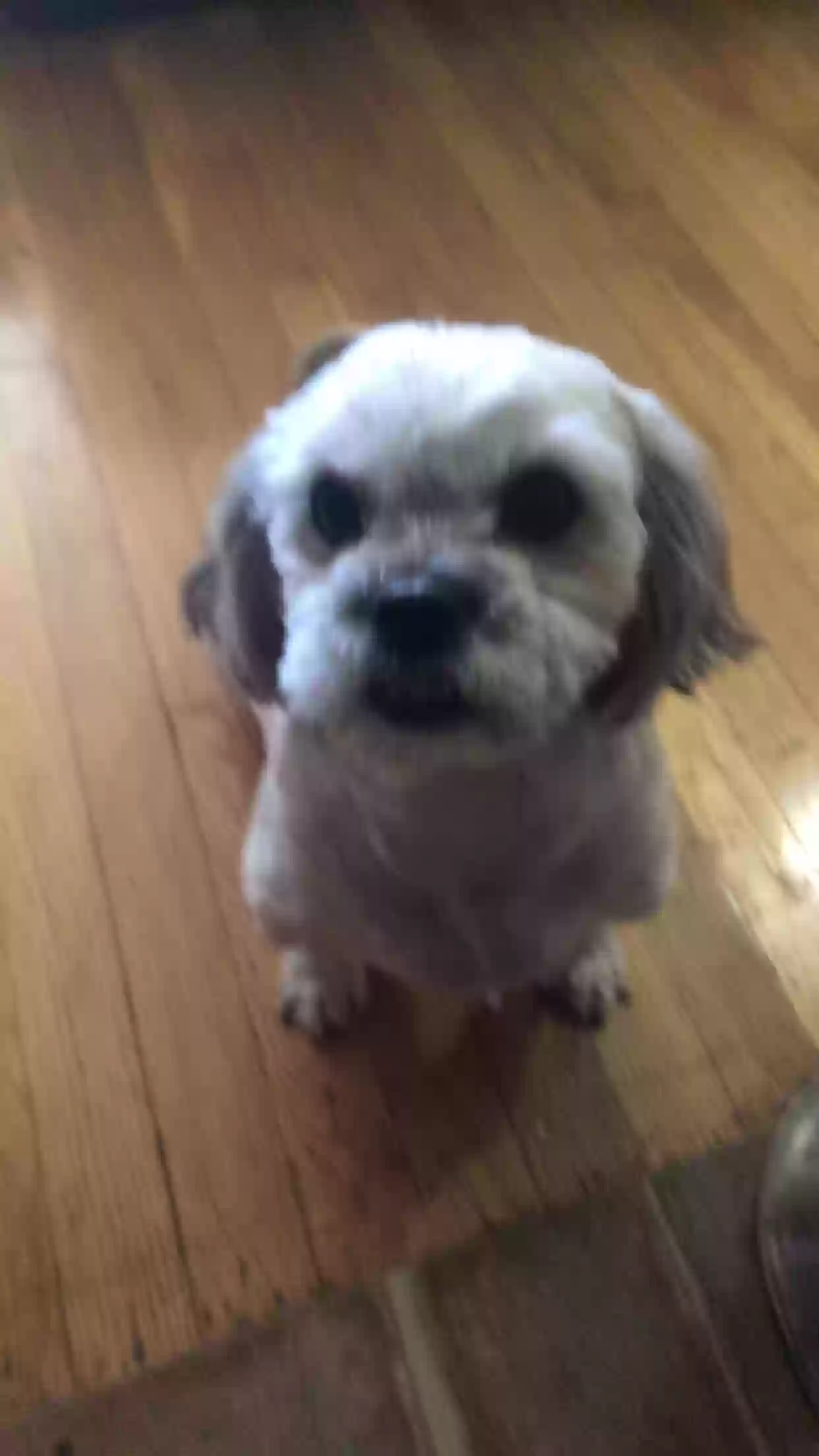 /lostandfound/images/lnfpets/original/167228_photo.webp