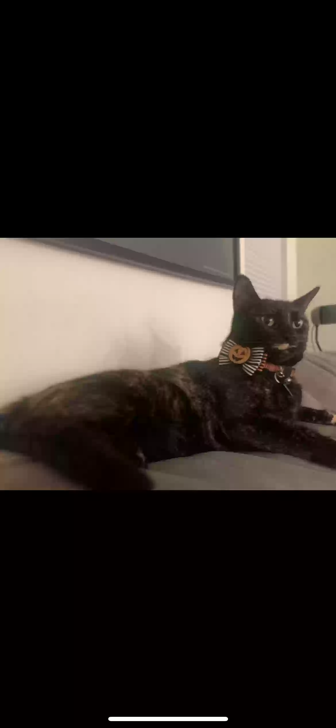 /lostandfound/images/lnfpets/original/167290_photo.webp