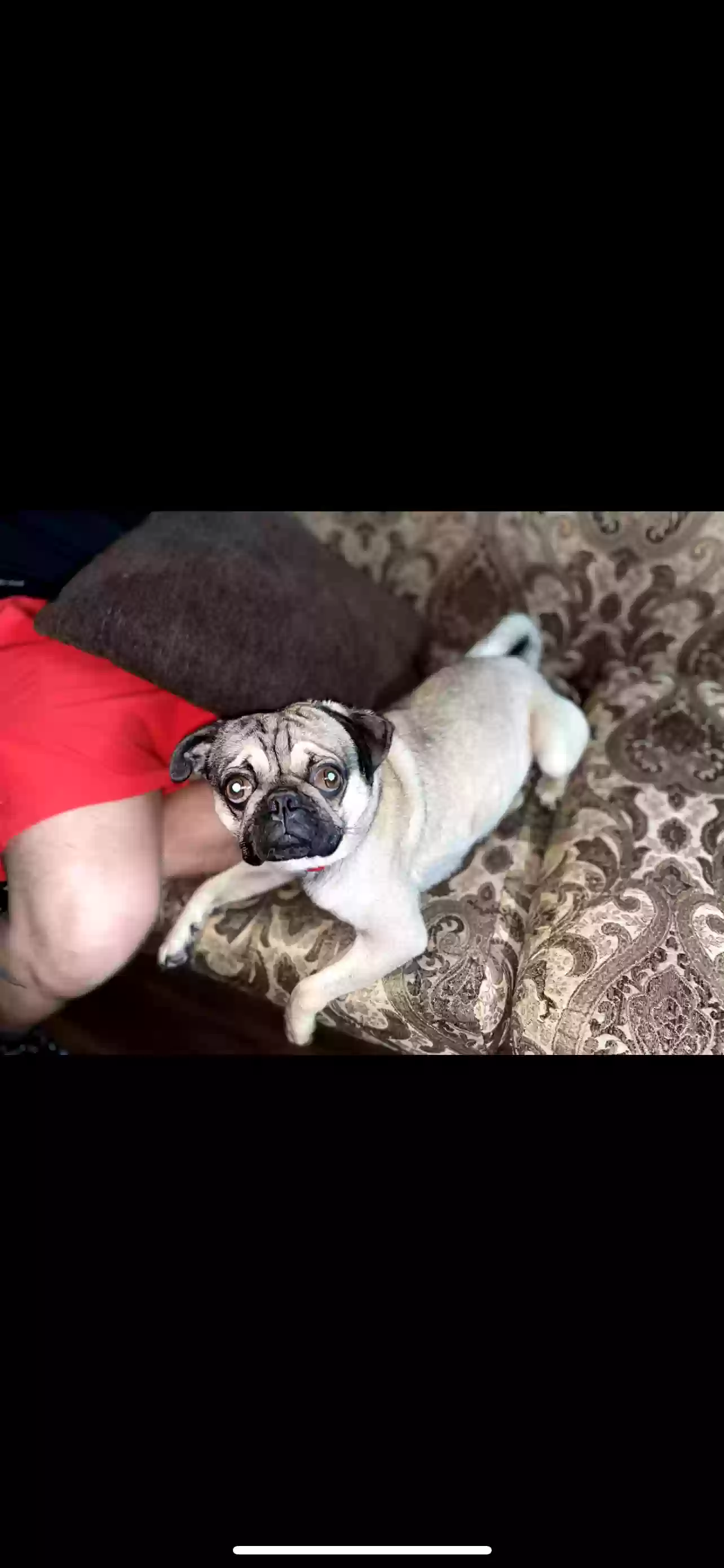 /lostandfound/images/lnfpets/original/167301_photo.webp