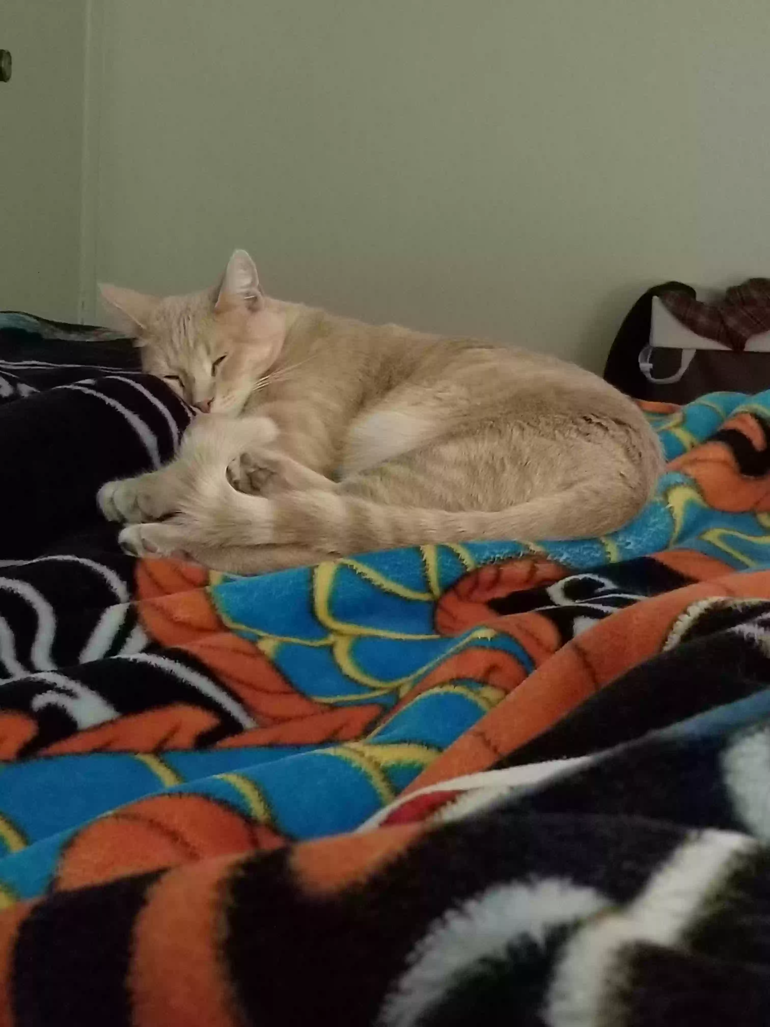 /lostandfound/images/lnfpets/original/167312_photo.webp