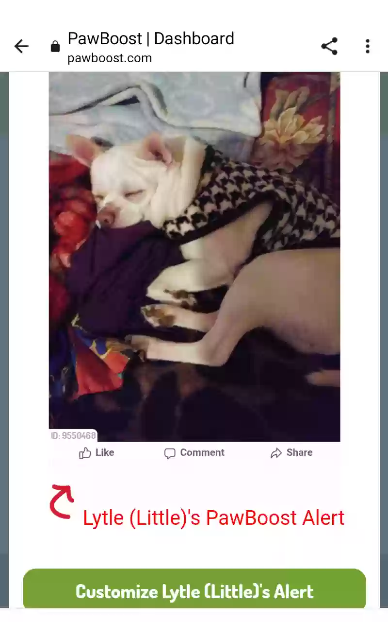 /lostandfound/images/lnfpets/original/167313_photo.webp
