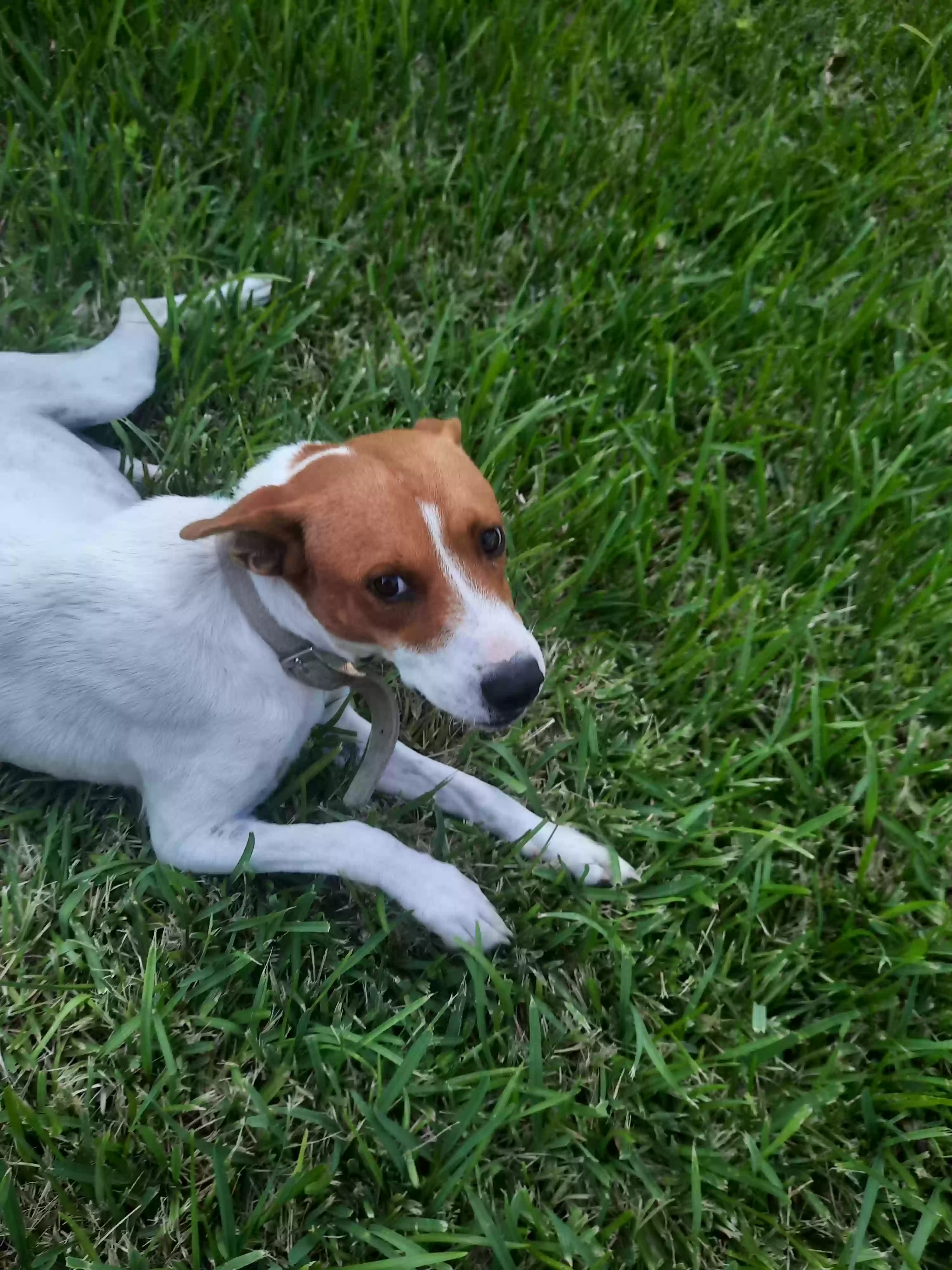 /lostandfound/images/lnfpets/original/167345_photo.webp