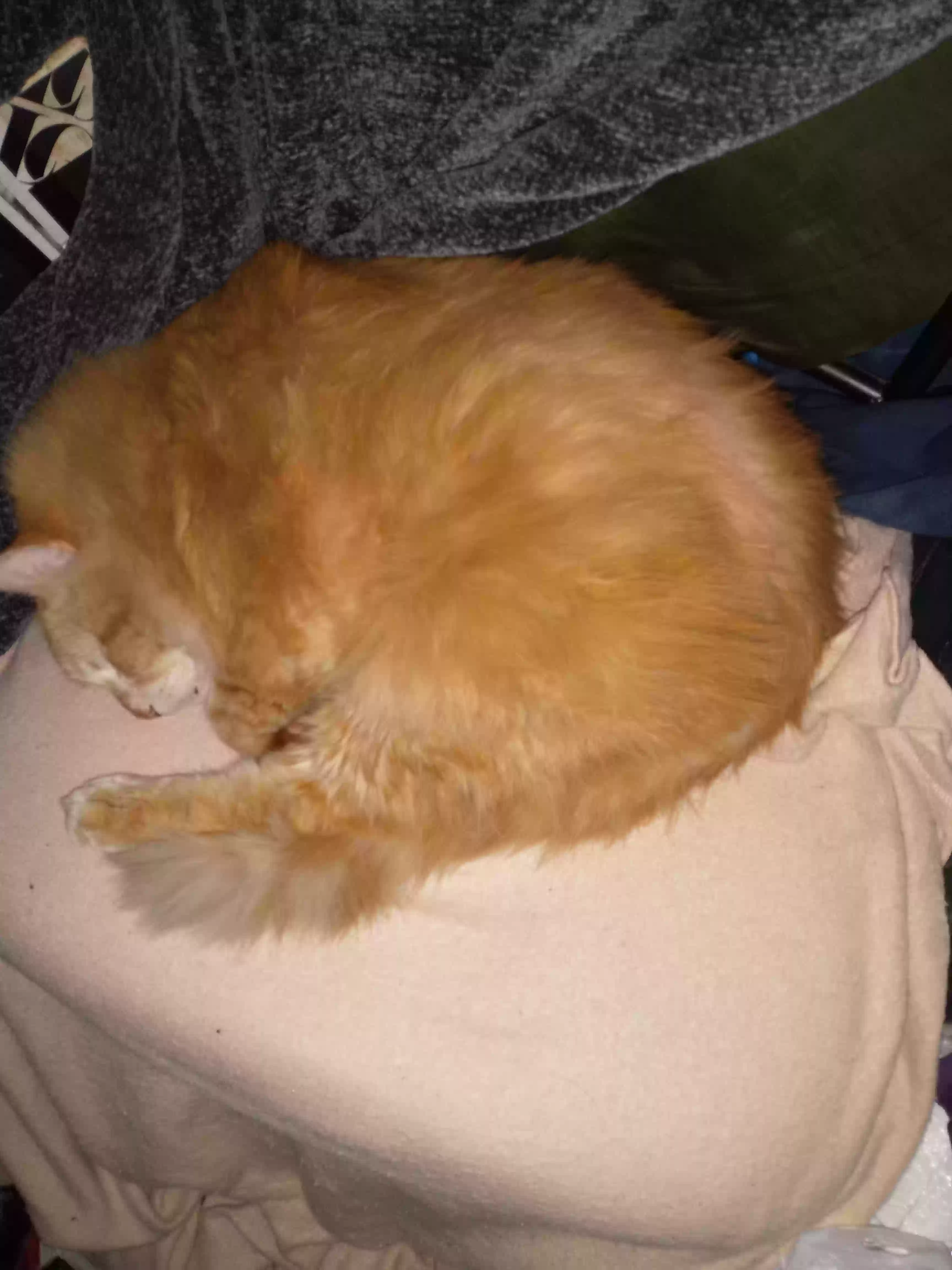 /lostandfound/images/lnfpets/original/167404_photo.webp