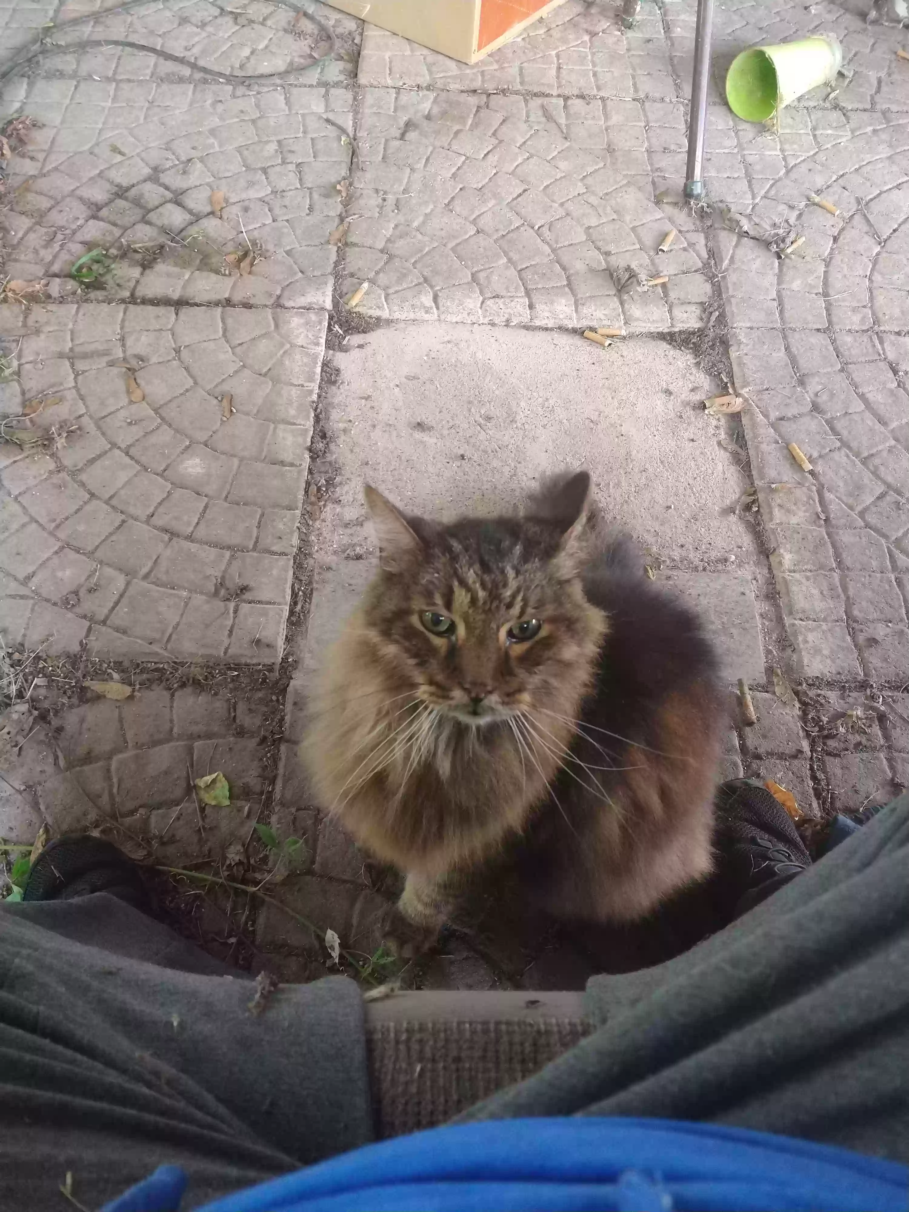 /lostandfound/images/lnfpets/original/167438_photo.webp