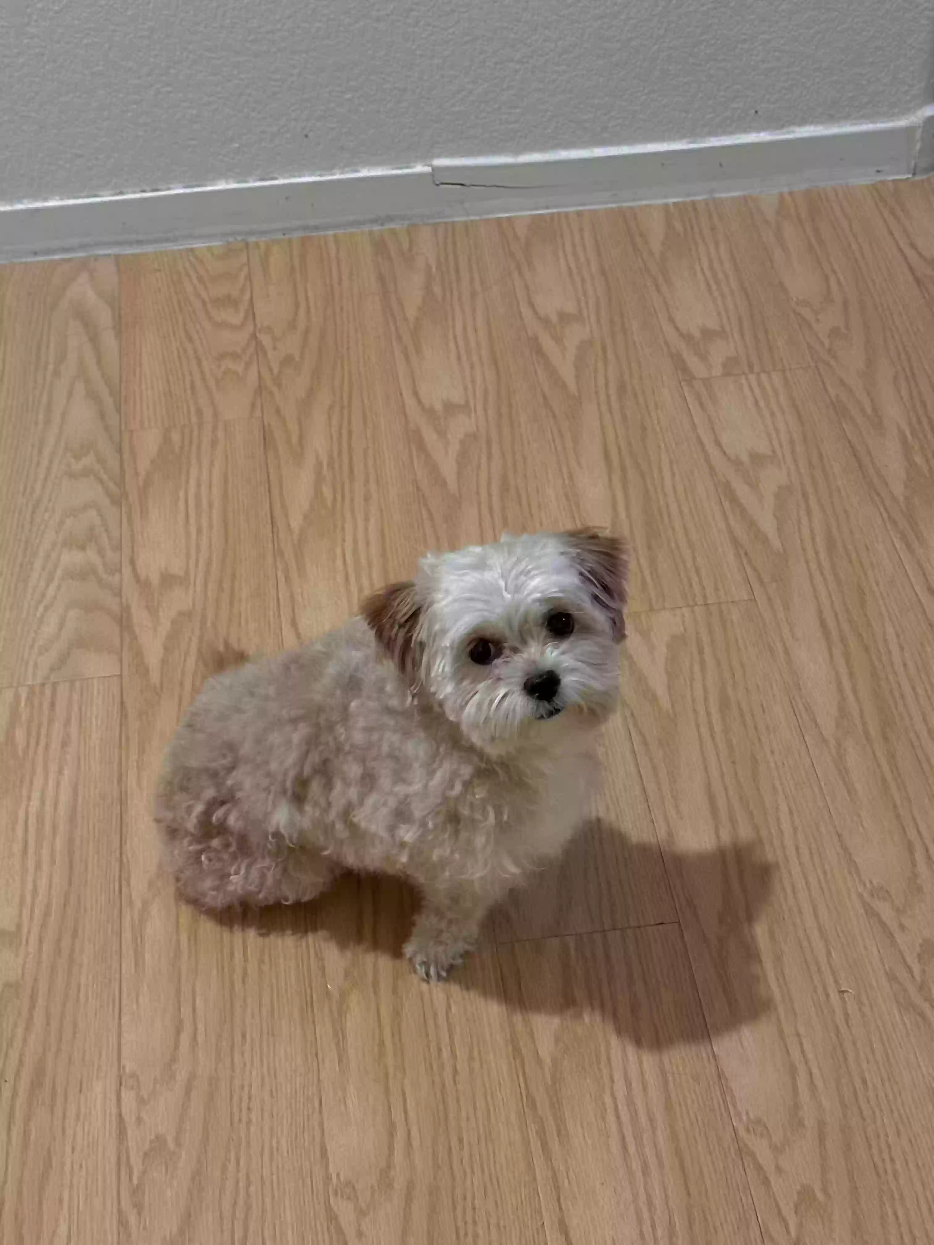 /lostandfound/images/lnfpets/original/167467_photo.webp