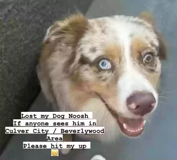 /lostandfound/images/lnfpets/original/167482_photo.webp