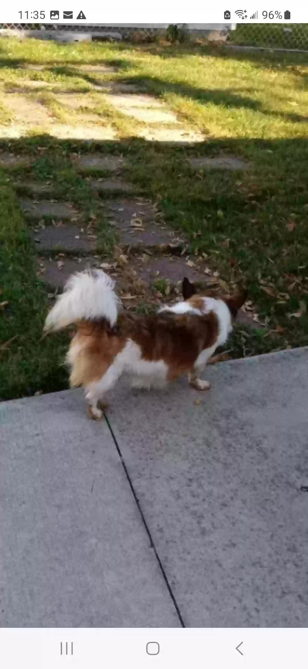 /lostandfound/images/lnfpets/original/167540_photo.webp