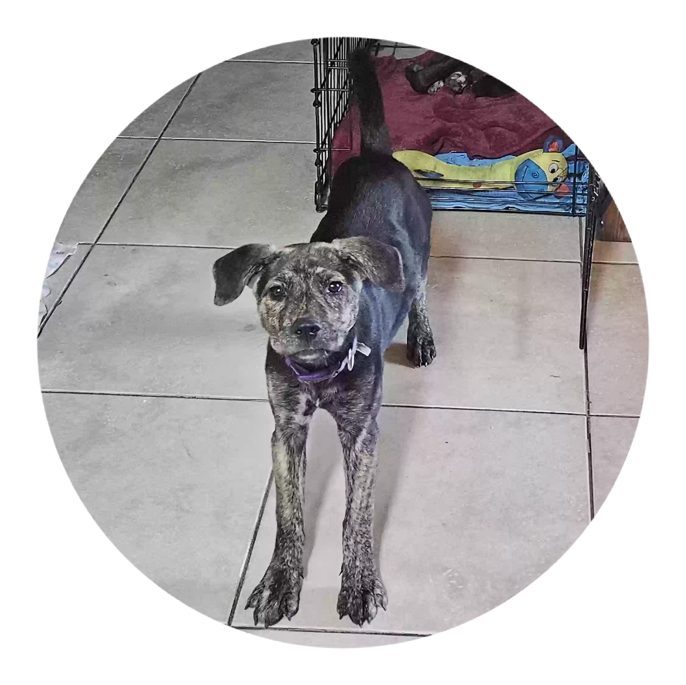/lostandfound/images/lnfpets/original/167574_photo.webp