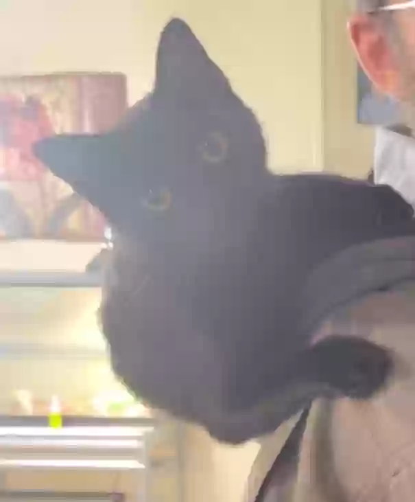 /lostandfound/images/lnfpets/original/167577_1968_Screenshot_20231003_103919_Snapchat~2.webp