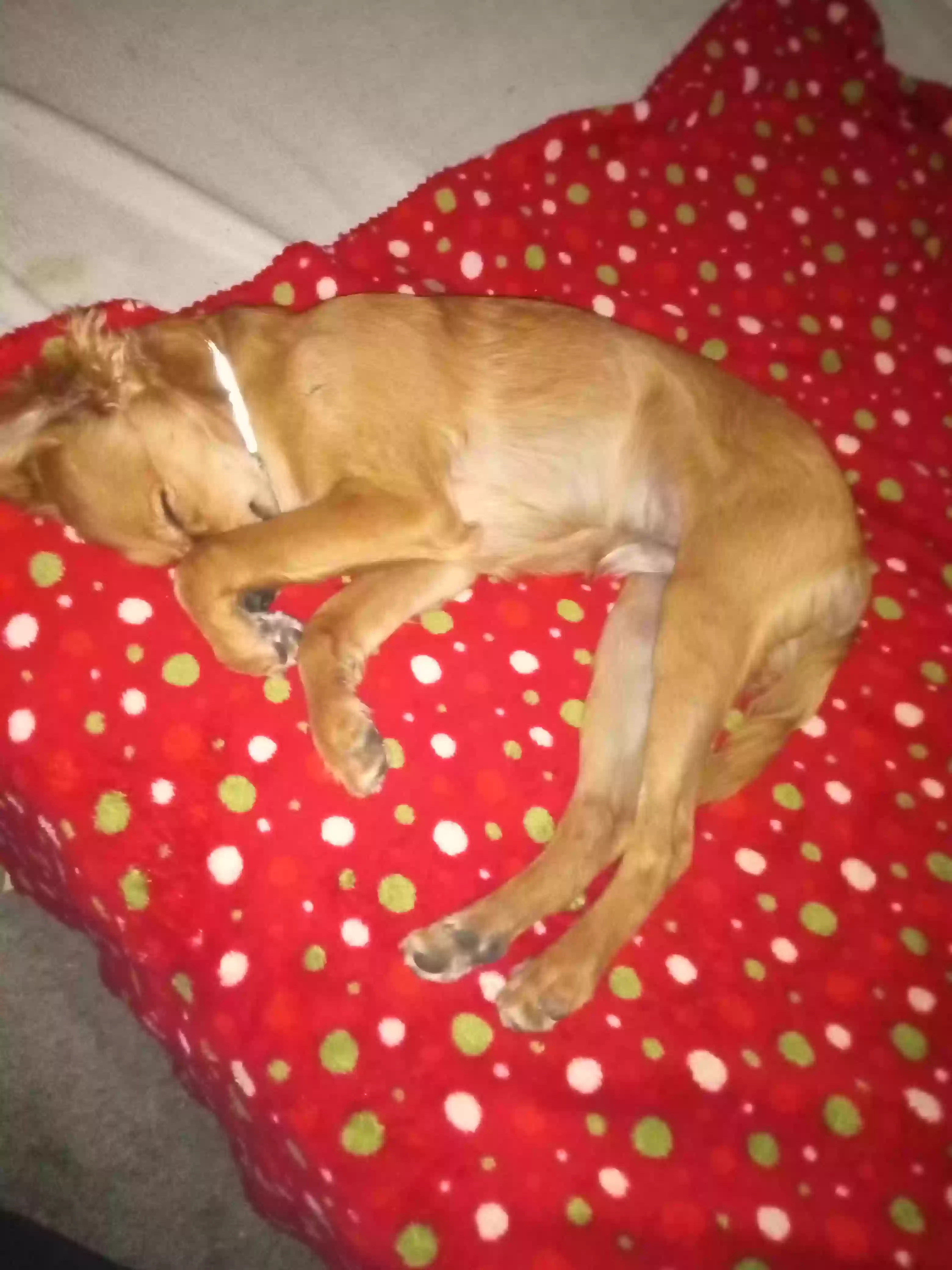 /lostandfound/images/lnfpets/original/167629_photo.webp