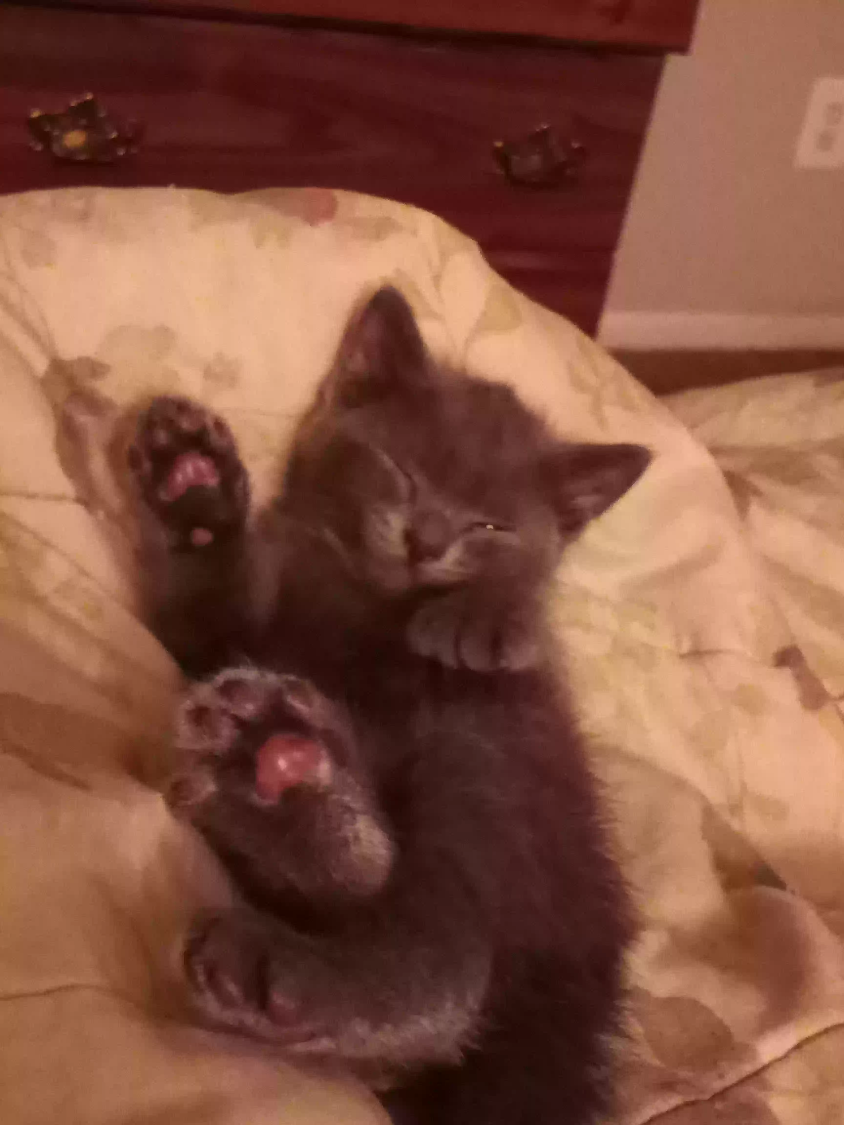 /lostandfound/images/lnfpets/original/167652_photo.webp