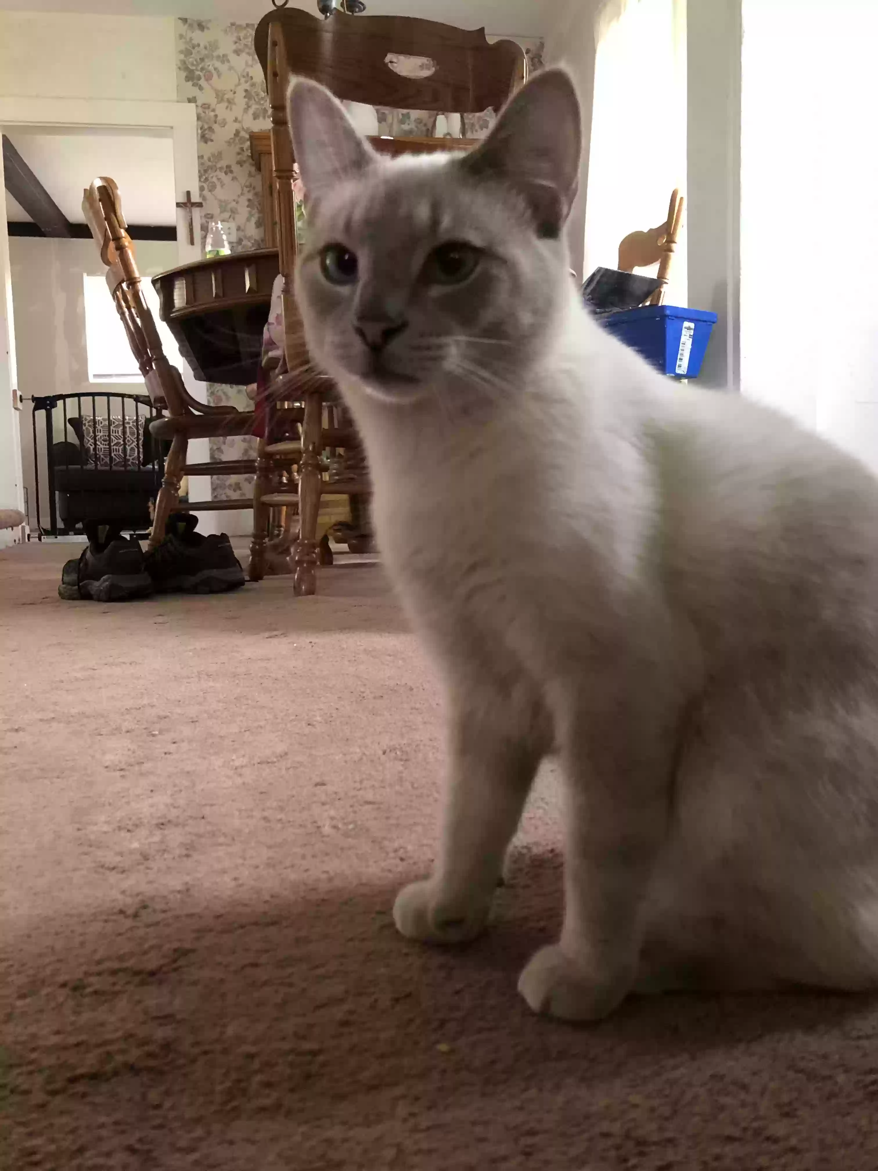 /lostandfound/images/lnfpets/original/167673_photo.webp