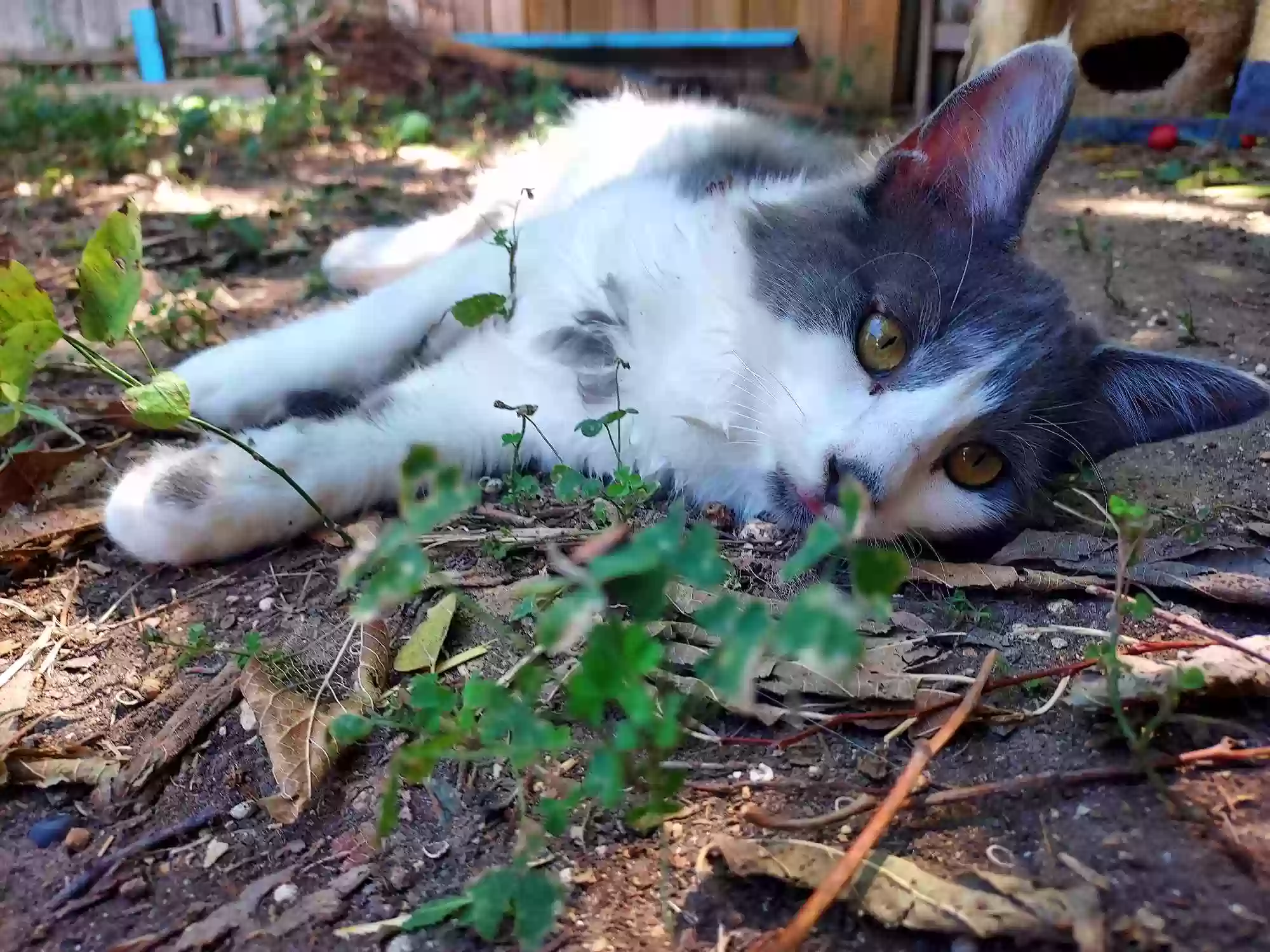 /lostandfound/images/lnfpets/original/167686_photo.webp
