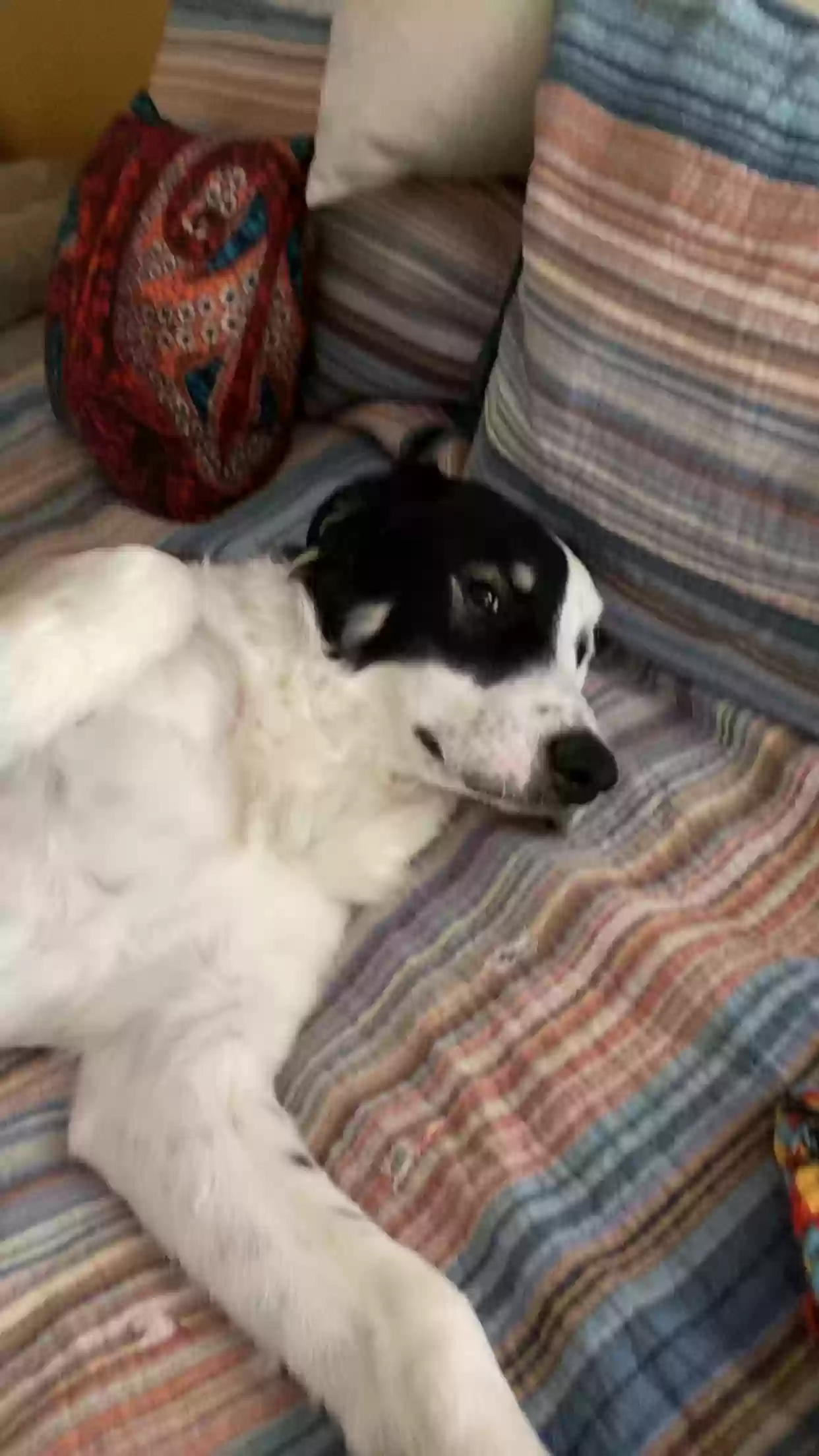 /lostandfound/images/lnfpets/original/167690_photo.webp