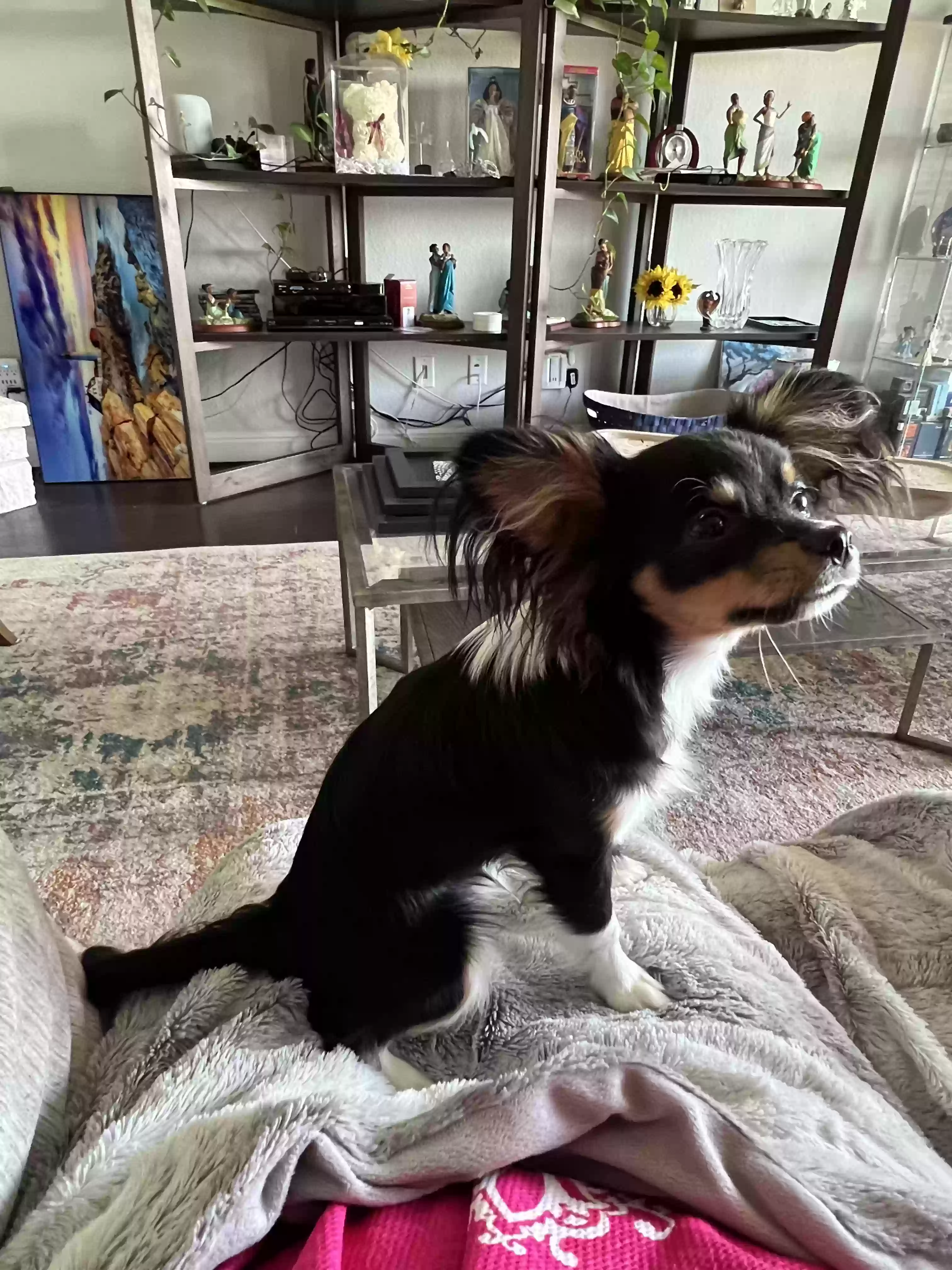 /lostandfound/images/lnfpets/original/167717_photo.webp