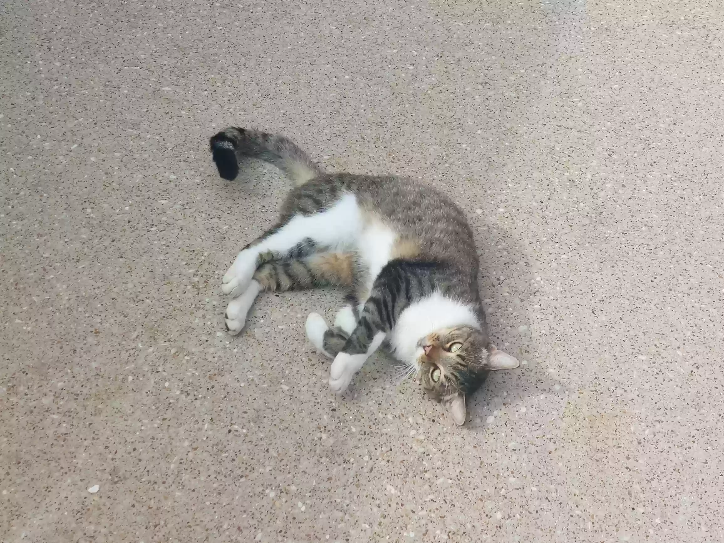 /lostandfound/images/lnfpets/original/167737_photo.webp