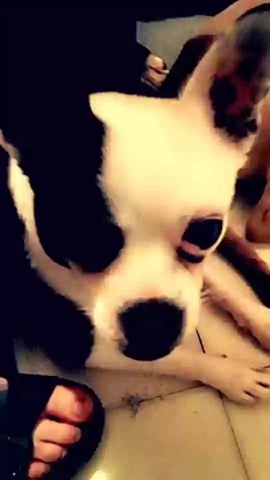 /lostandfound/images/lnfpets/original/167738_photo.webp