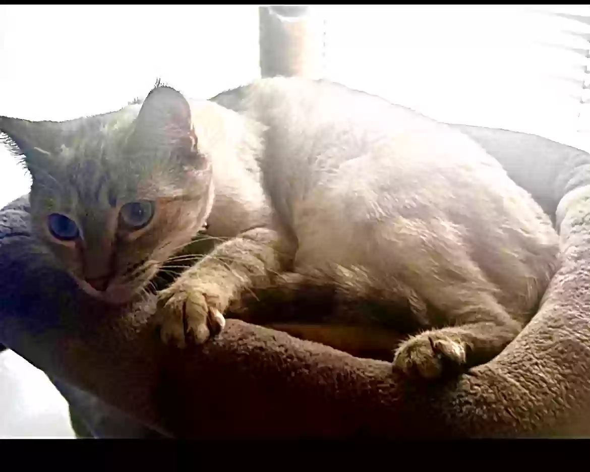/lostandfound/images/lnfpets/original/167776_photo.webp