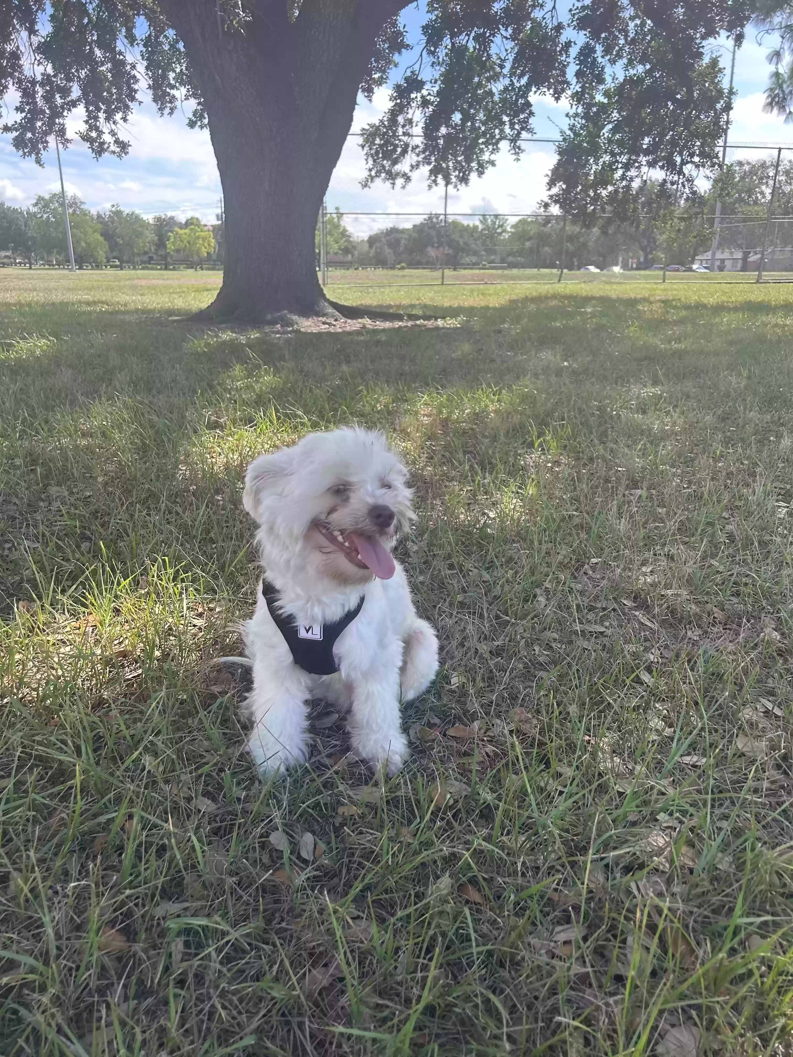 /lostandfound/images/lnfpets/original/167795_photo.webp