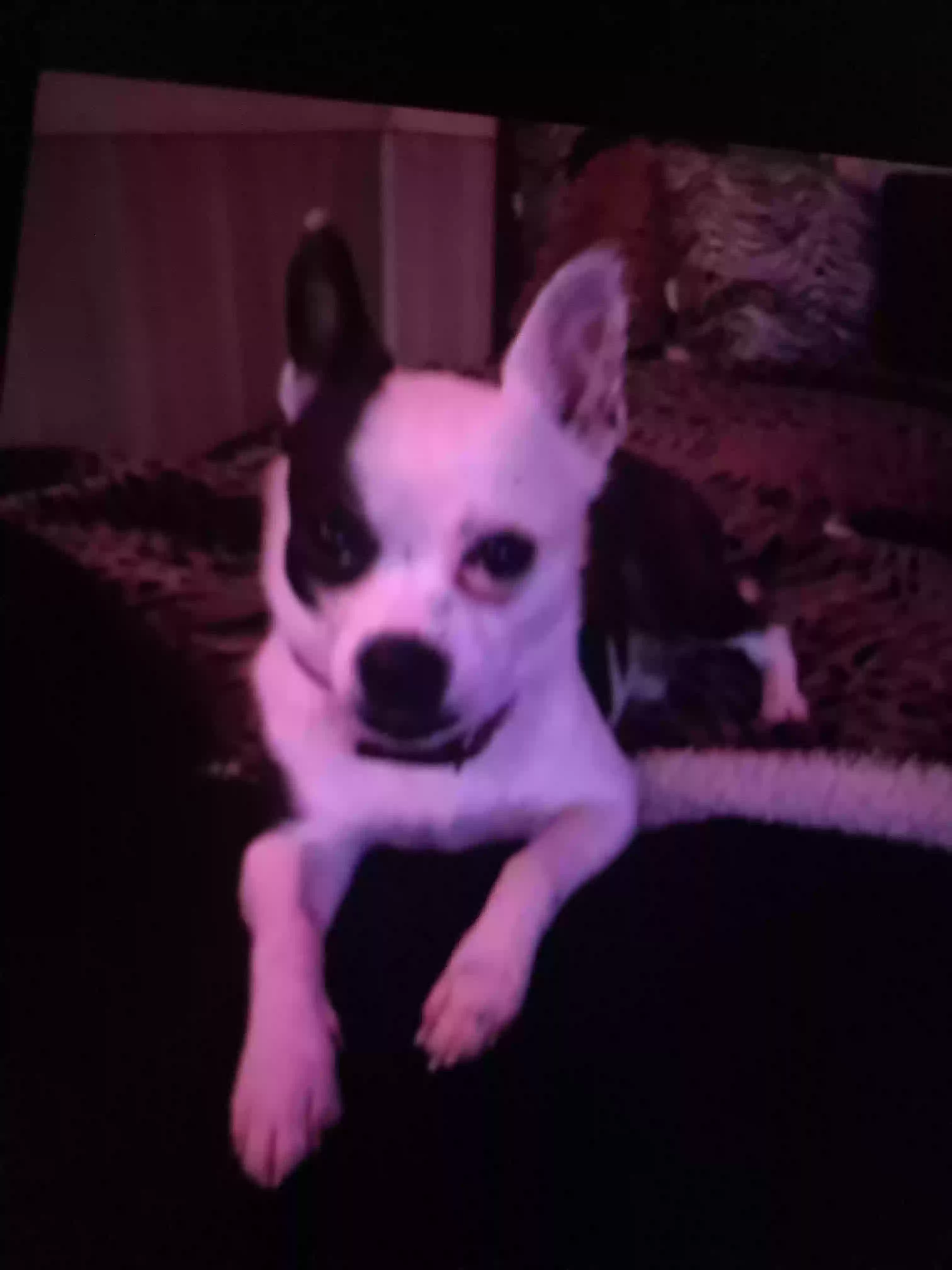 /lostandfound/images/lnfpets/original/167806_photo.webp