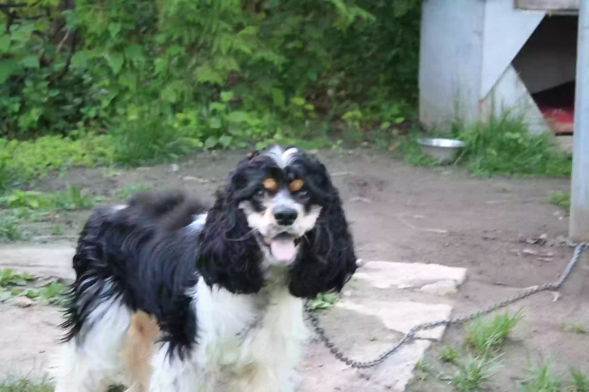 /lostandfound/images/lnfpets/original/167828_photo.webp