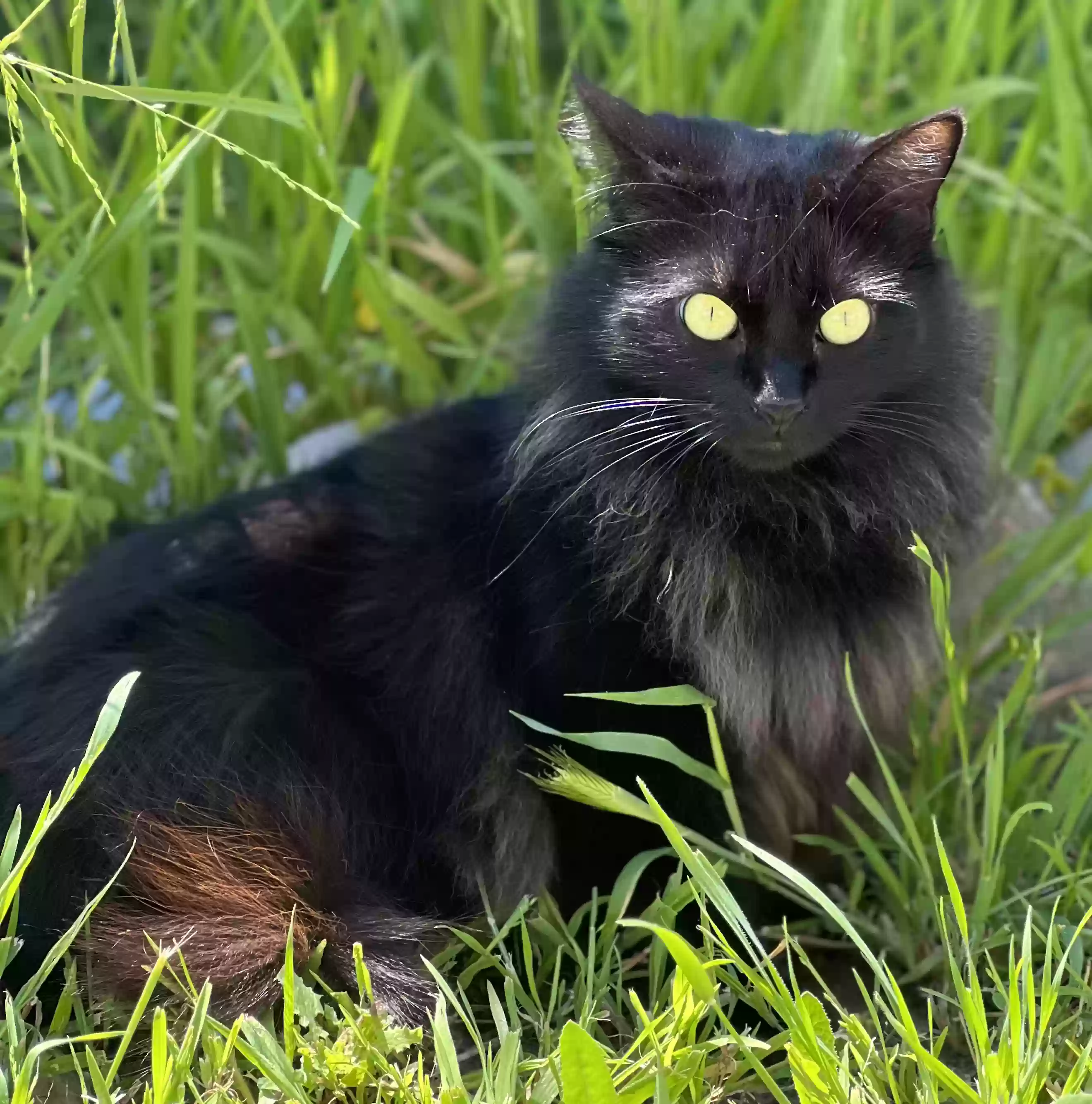 /lostandfound/images/lnfpets/original/167915_photo.webp