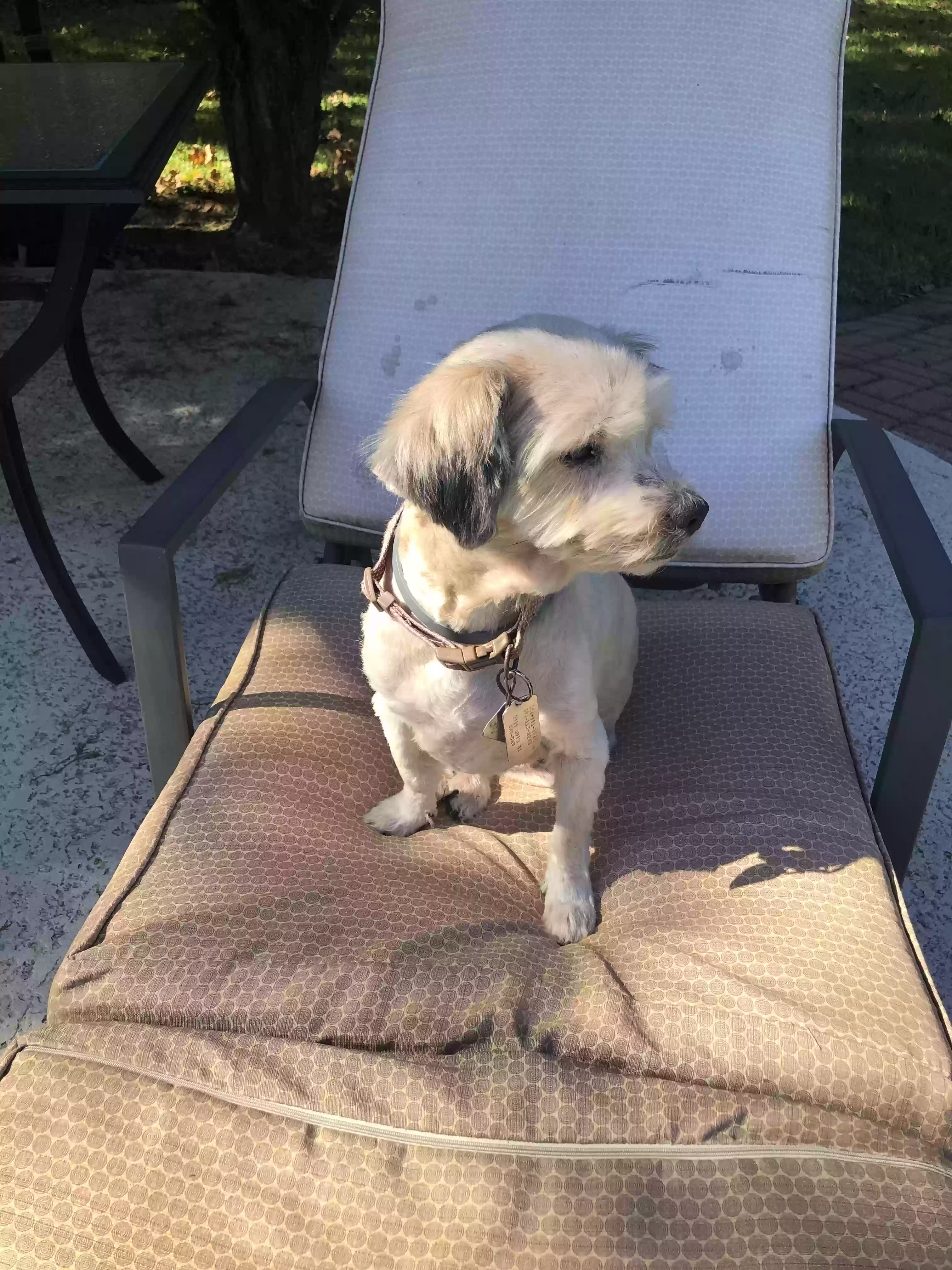 /lostandfound/images/lnfpets/original/167933_photo.webp