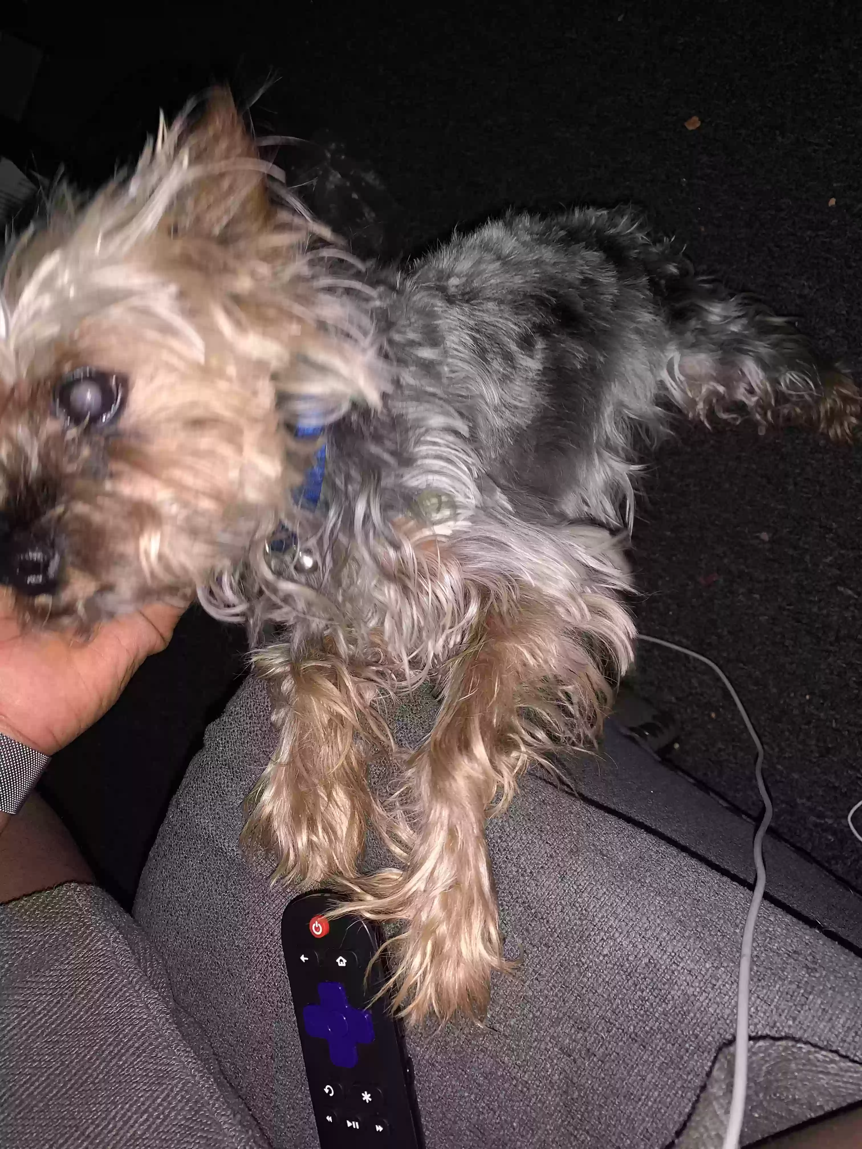 /lostandfound/images/lnfpets/original/167961_photo.webp