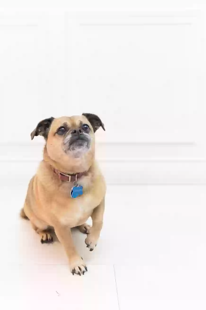 /lostandfound/images/lnfpets/original/167990_photo.webp