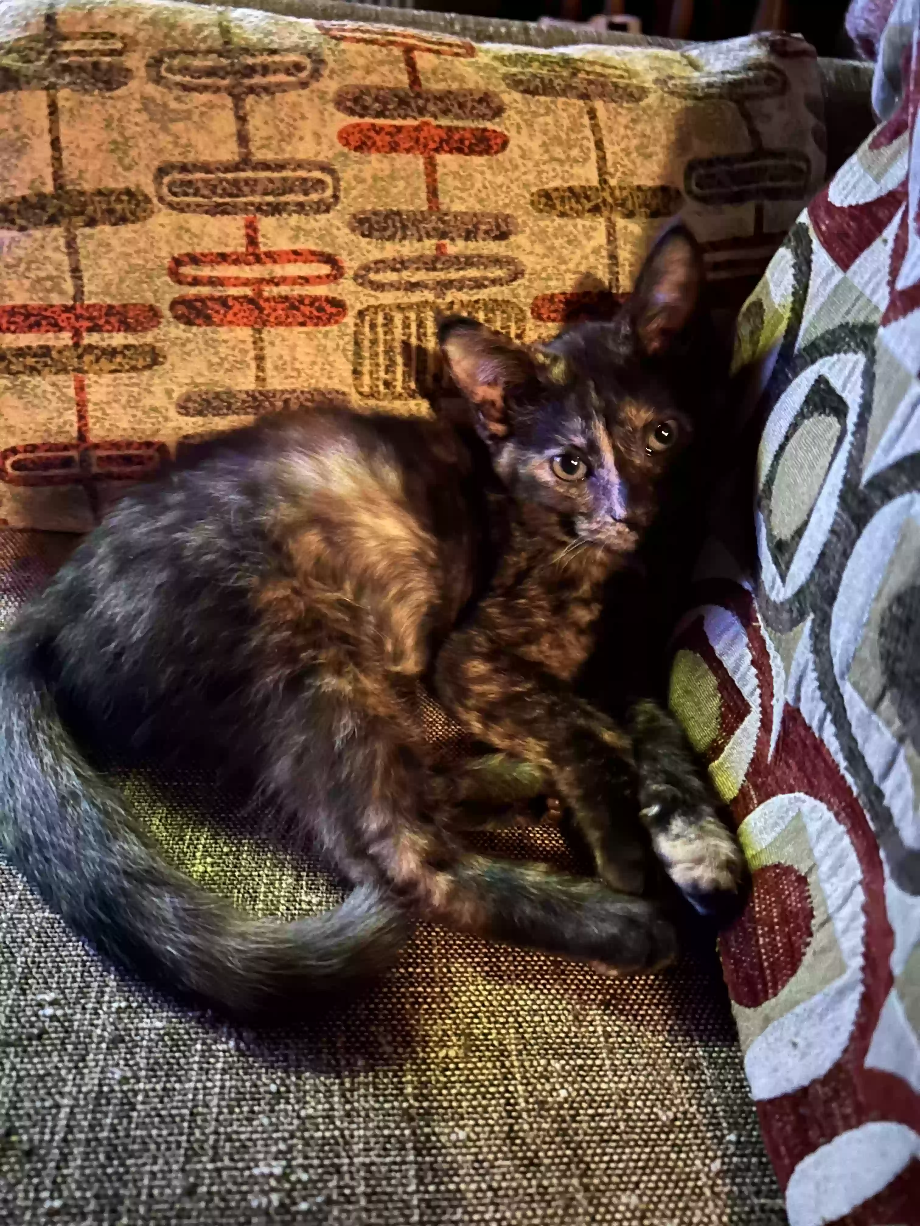 /lostandfound/images/lnfpets/original/167995_photo.webp