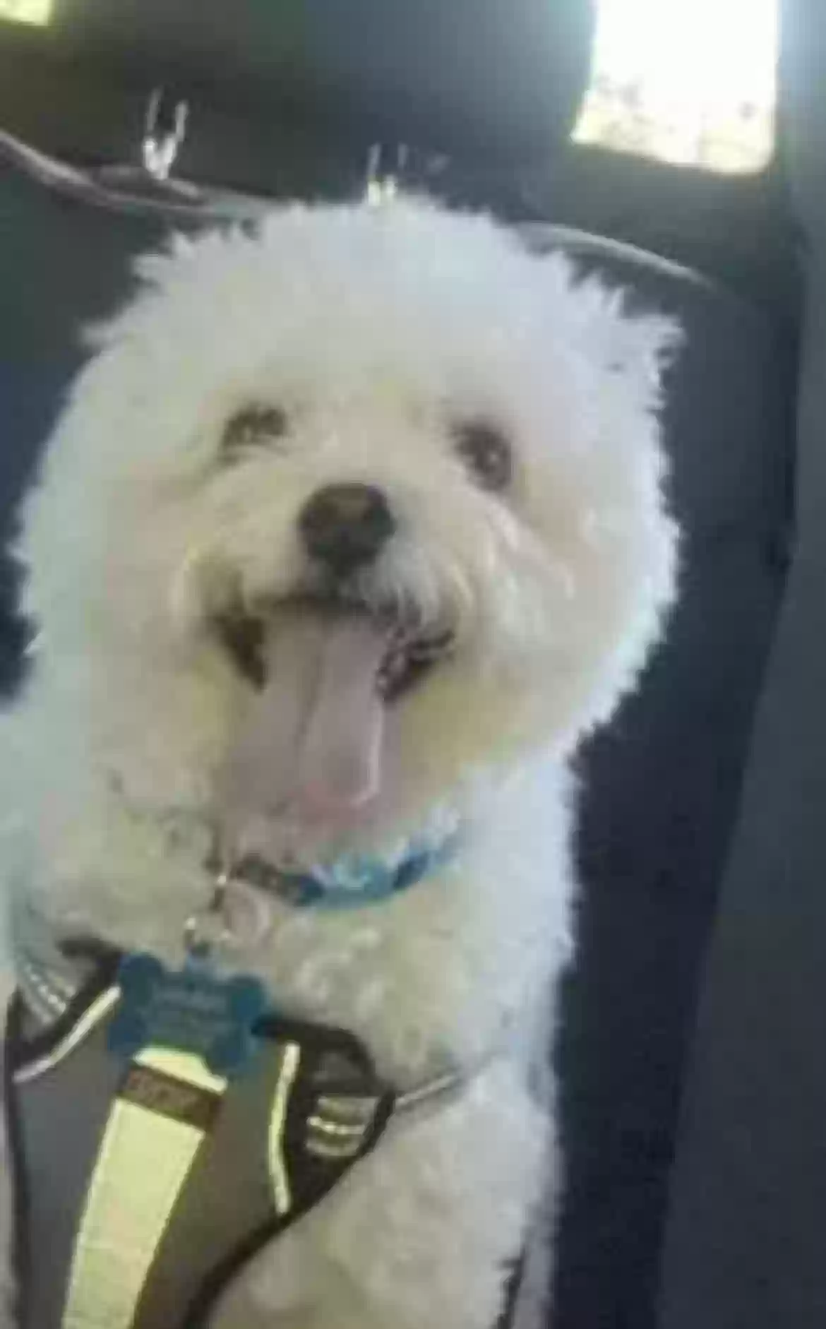 /lostandfound/images/lnfpets/original/168092_photo.webp